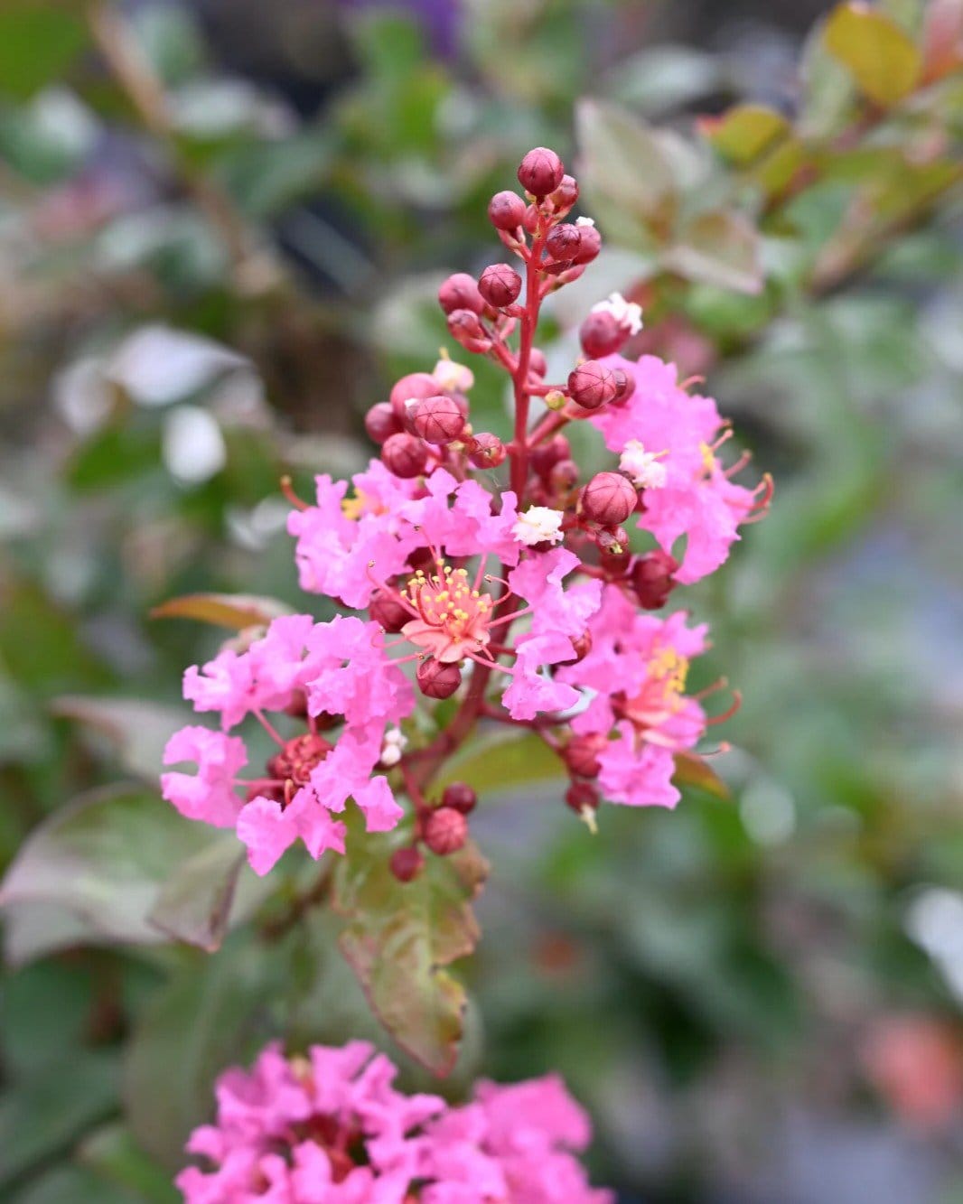 Peppermint Mocha Crape Myrtle - view 2