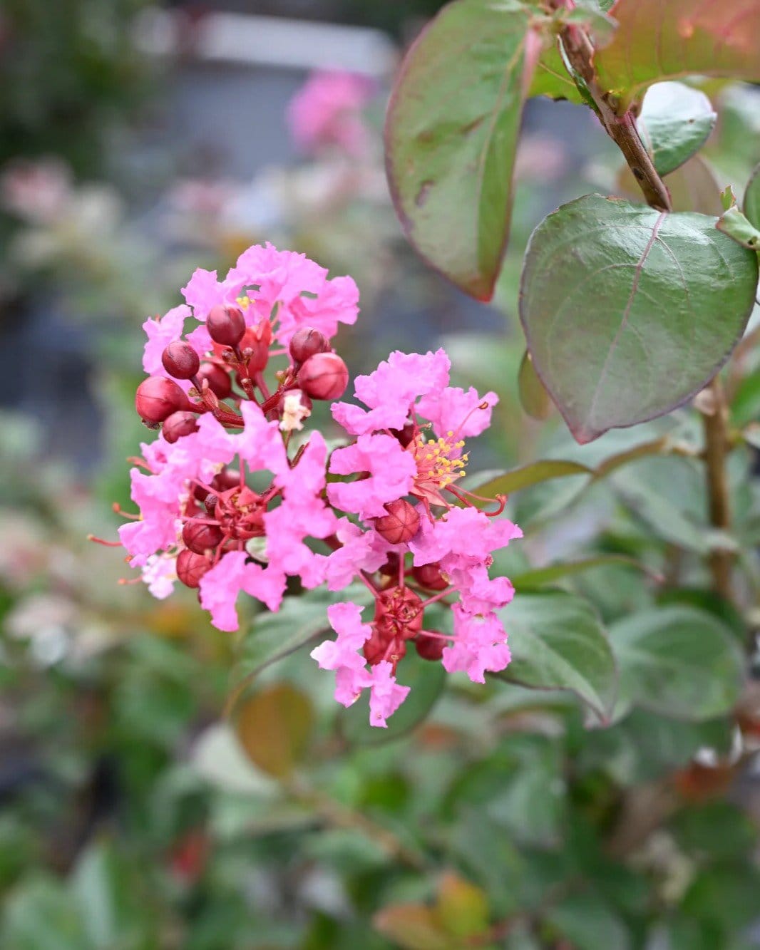 Peppermint Mocha Crape Myrtle - view 3