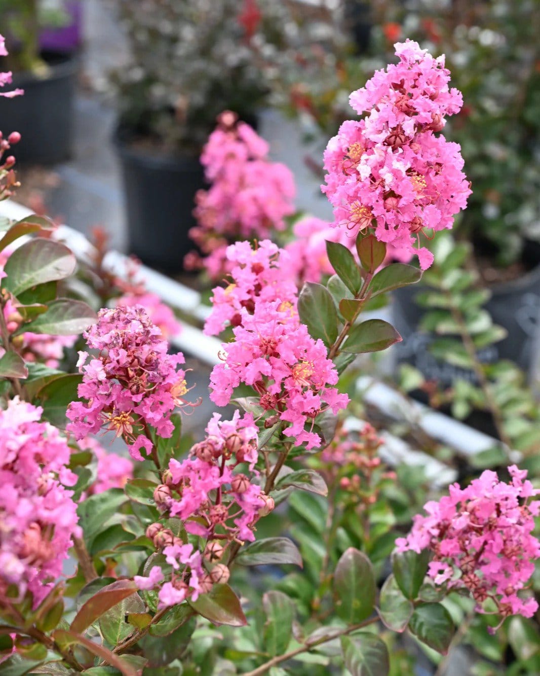 Peppermint Mocha Crape Myrtle - view 4