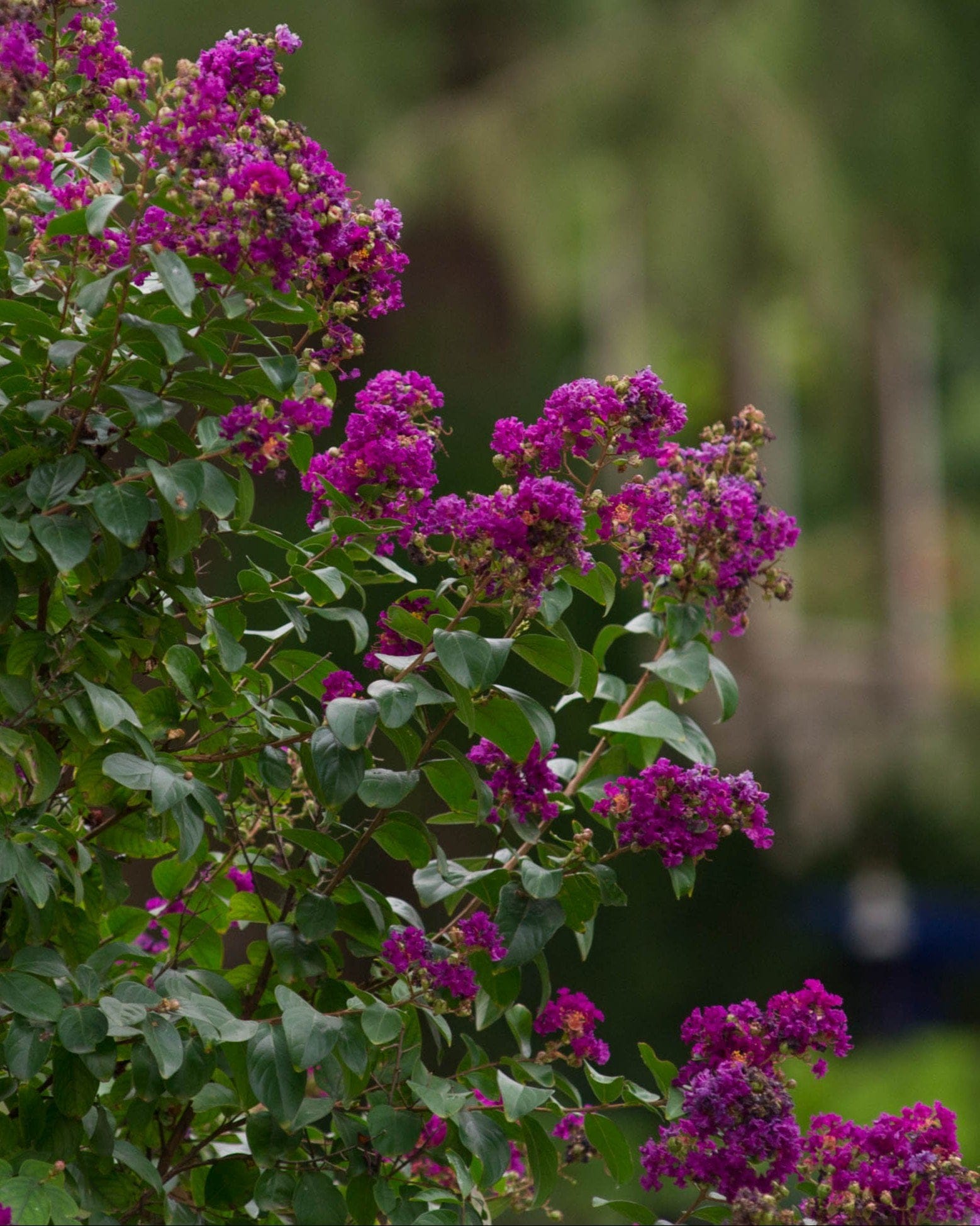 Purple Magic Crape Myrtle - view 2