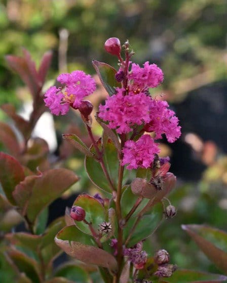 Enduring Fuchsia Crape Myrtle - view 2