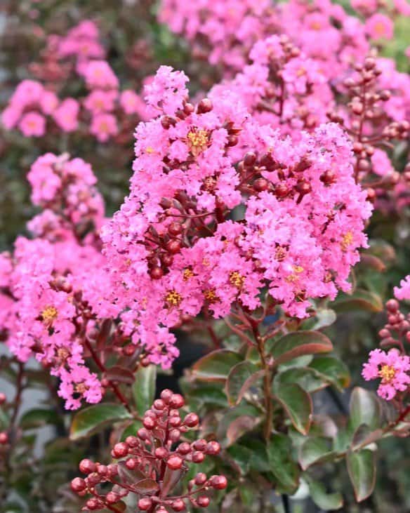 Dark Roast Crape Myrtle - Image 1