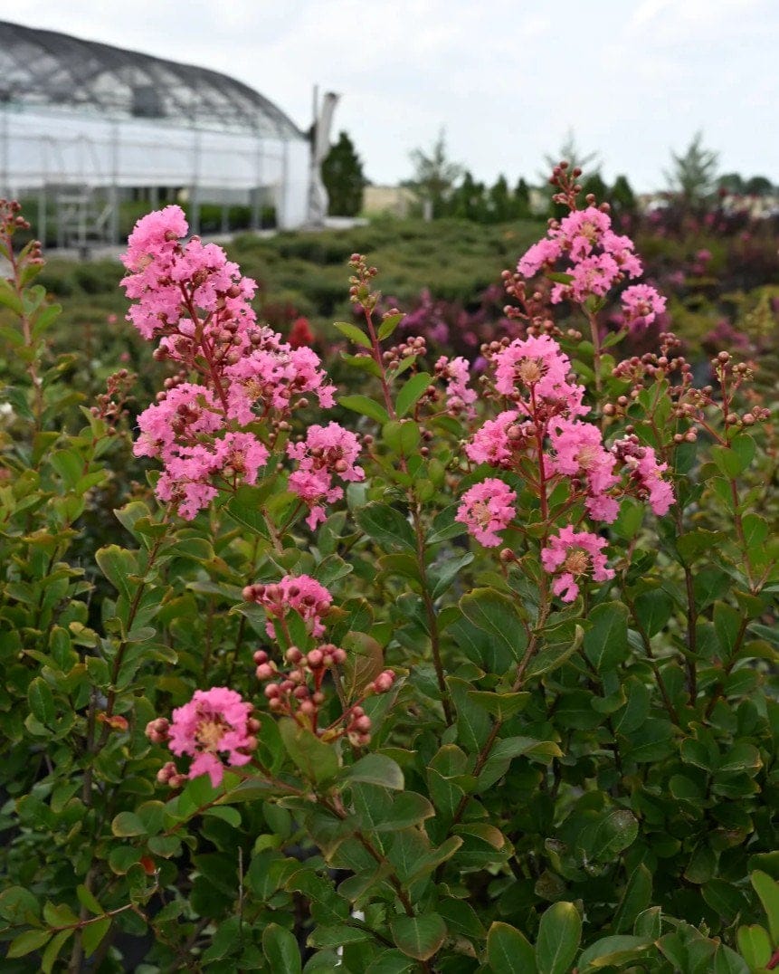 Hopi Crape Myrtle - view 2