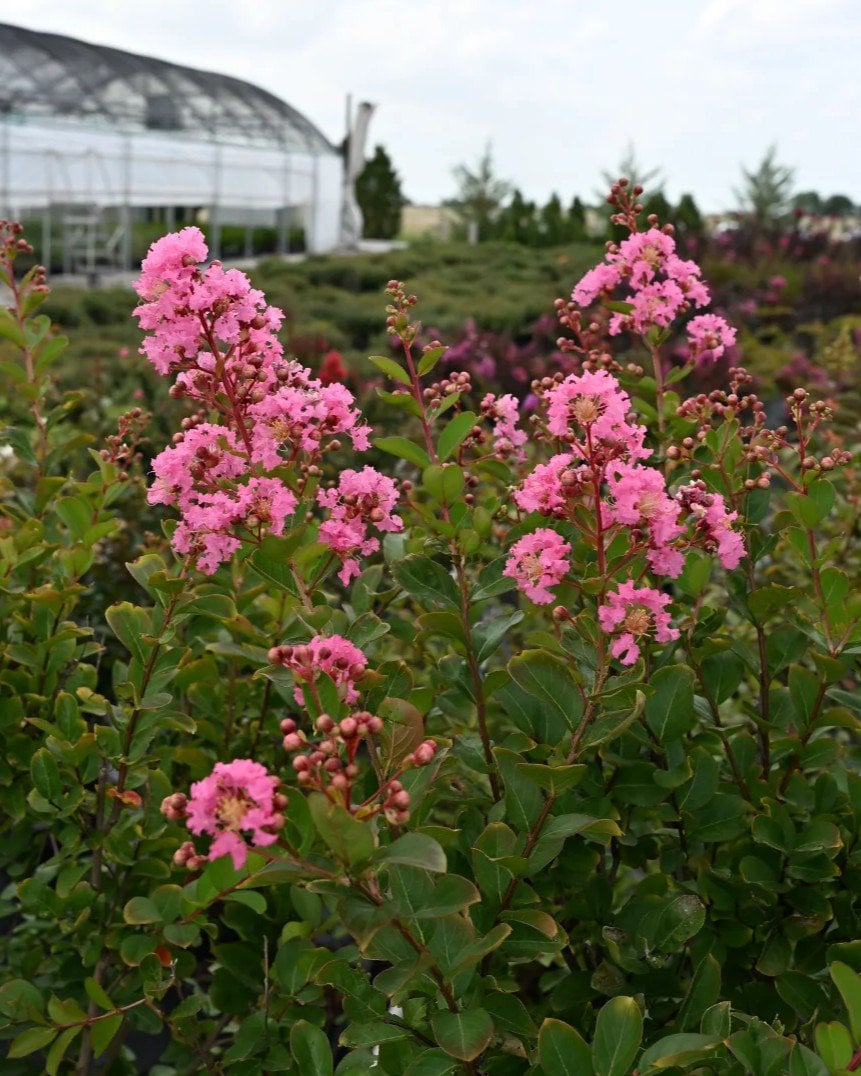 Hopi Crape Myrtle - Image 1