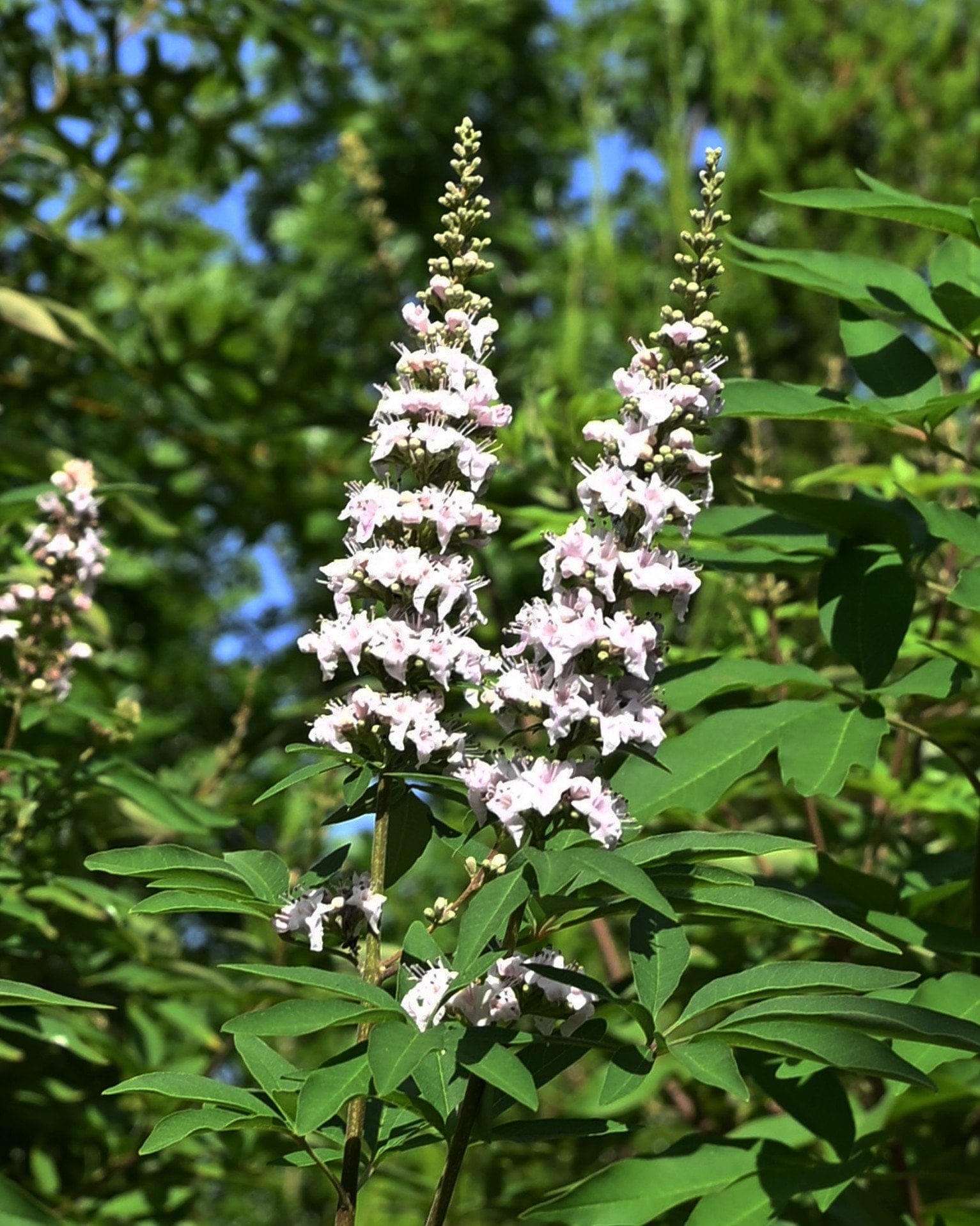 Casper Vitex - Main Image