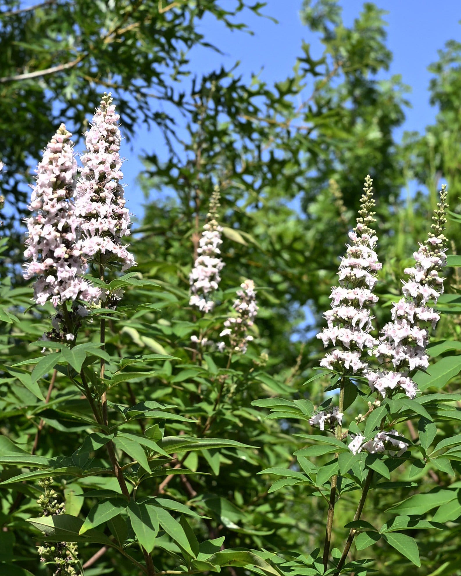 Casper Vitex - view 2