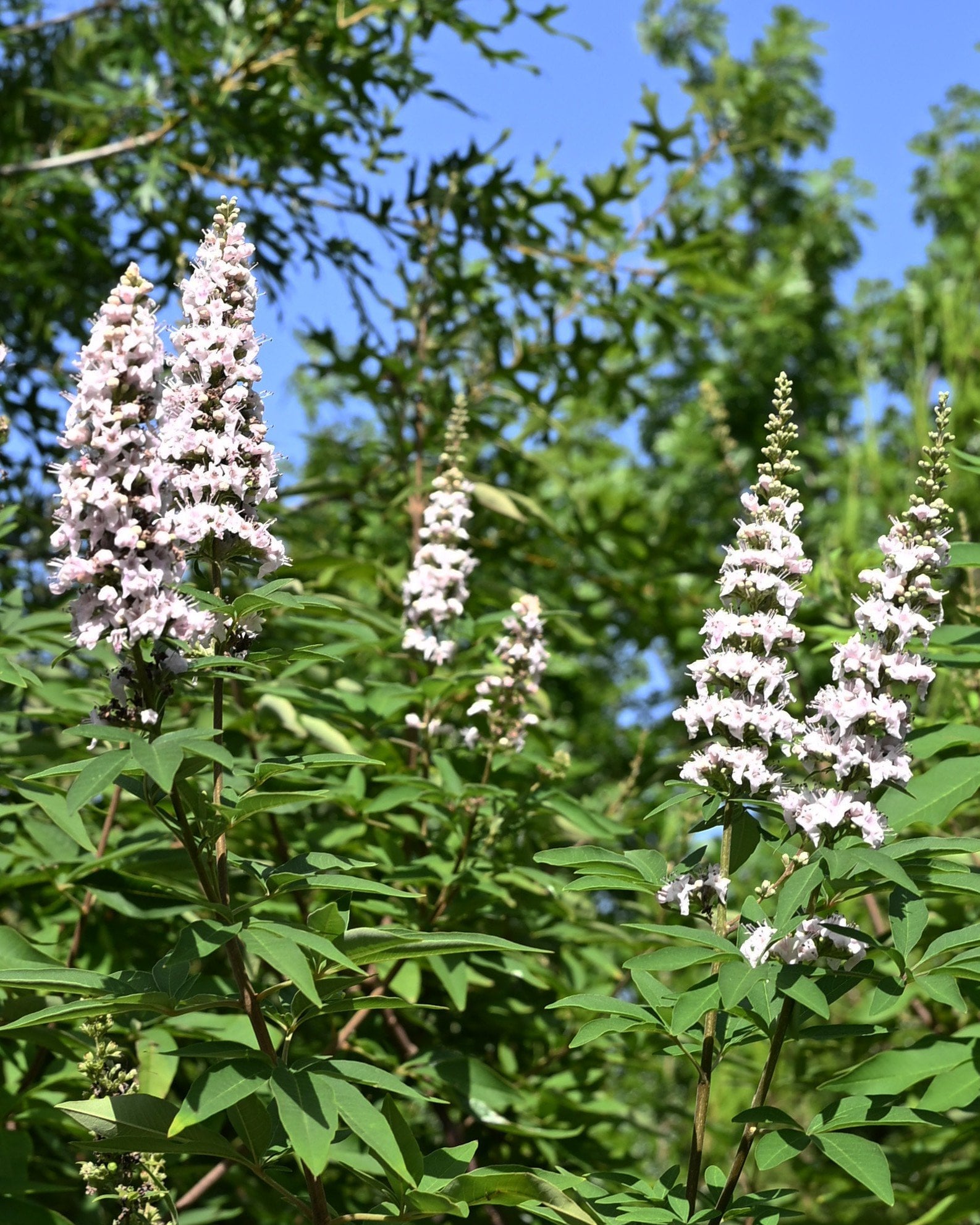 Casper Vitex - Image 1