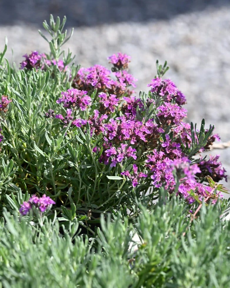 Gray Creeping Germander - view 5