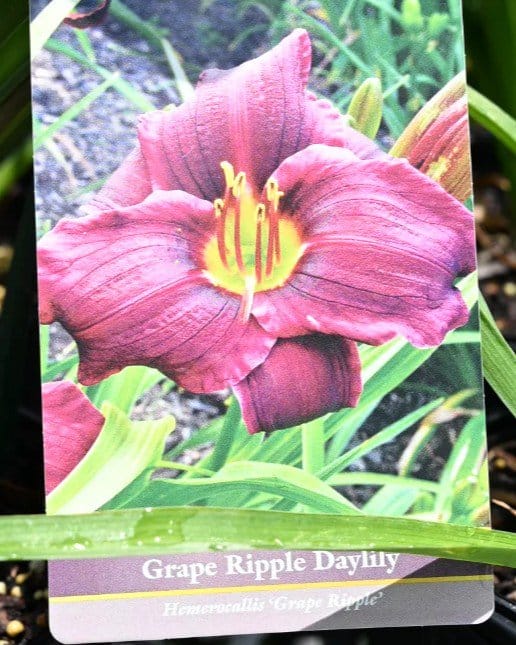 Grape Ripples Daylily - view 2