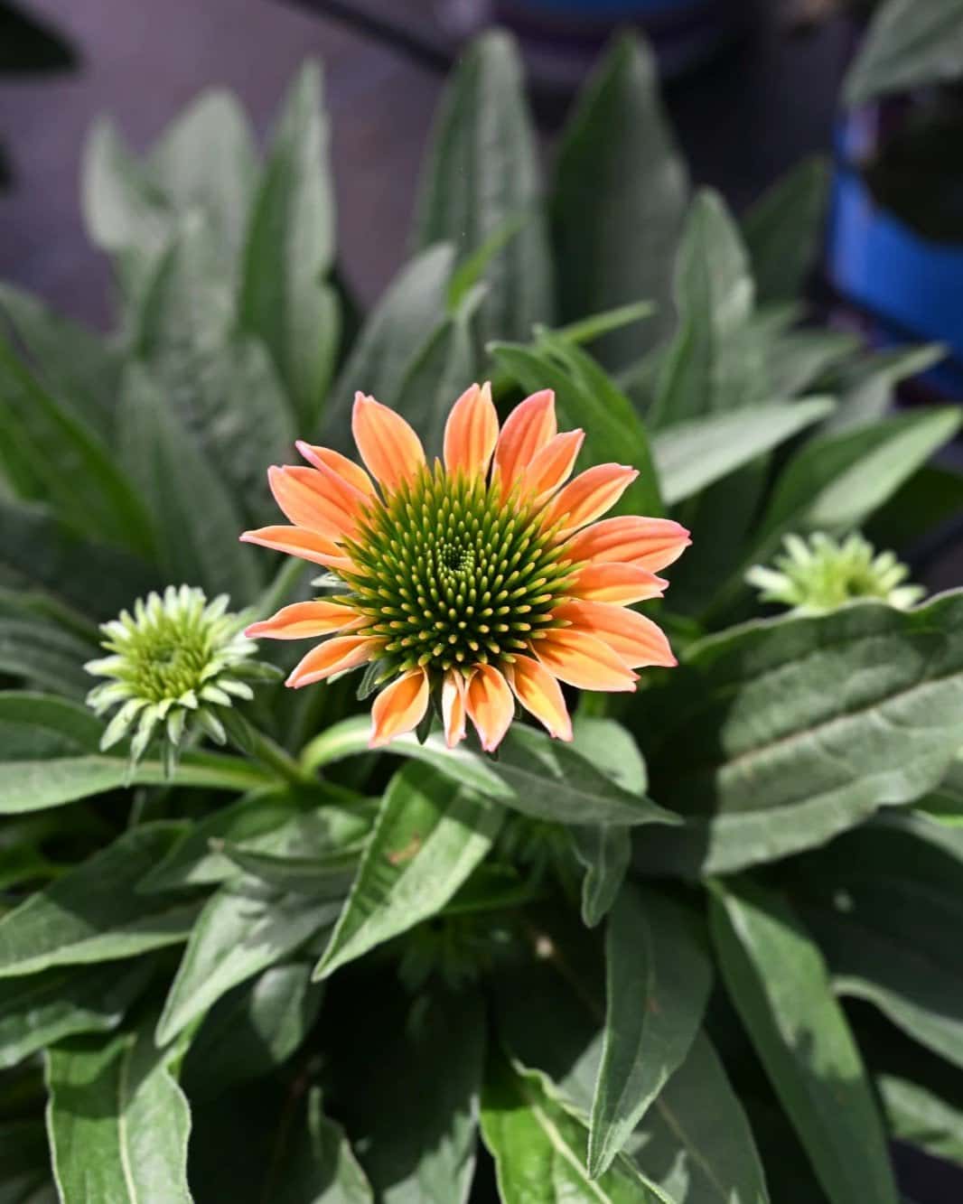 Artisan Soft Orange Coneflower - Image 1