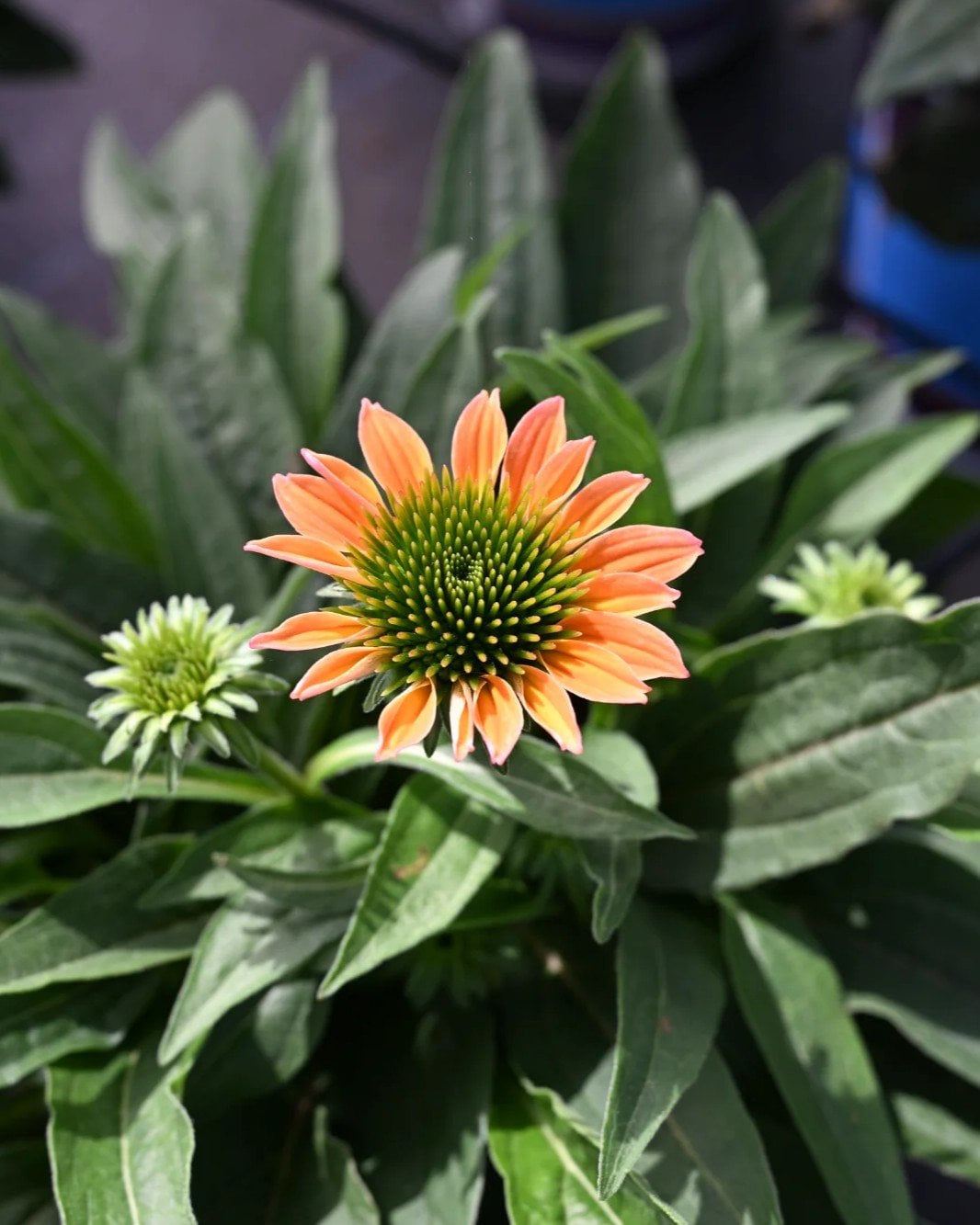 Artisan Soft Orange Coneflower - Image 1