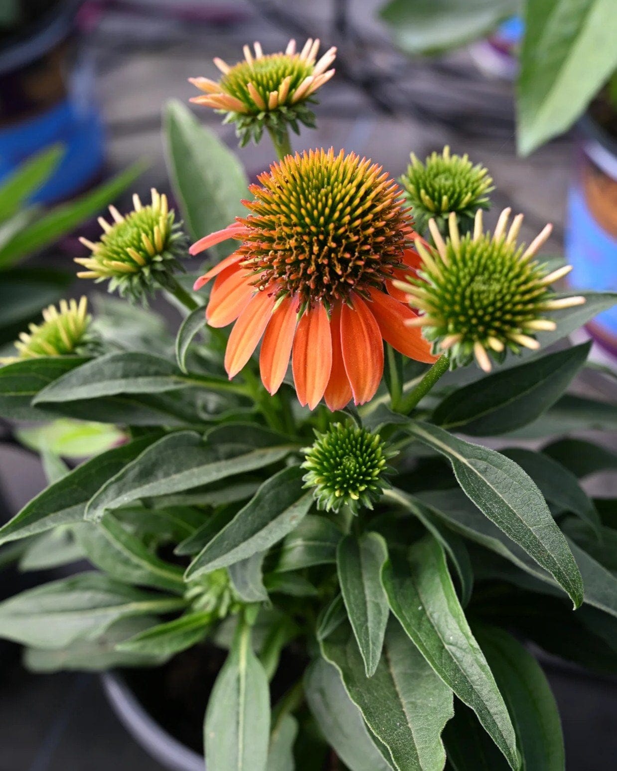 Artisan Soft Orange Coneflower - view 3