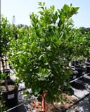 Calamondin Orange thumbnail 2