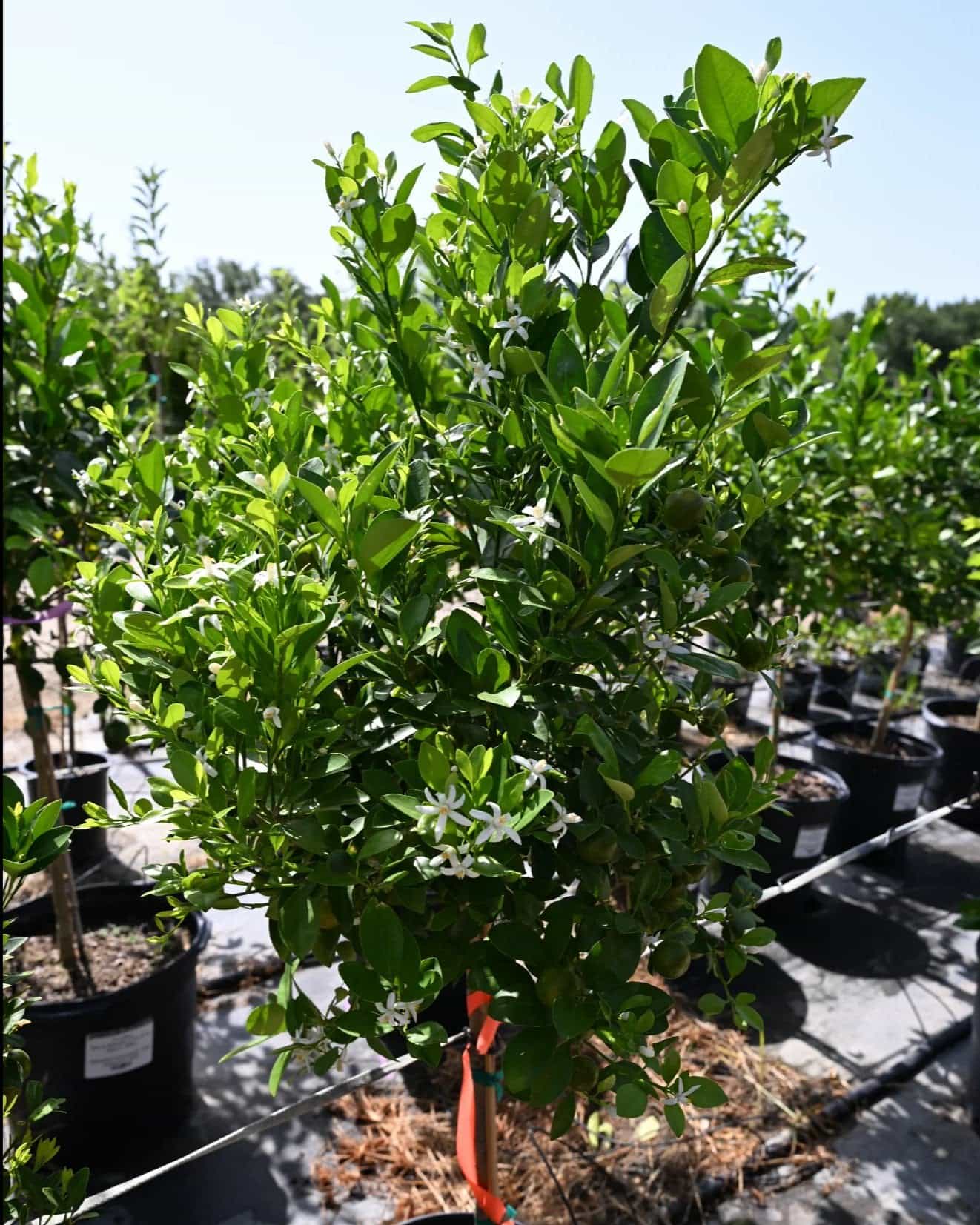Calamondin Orange - view 2
