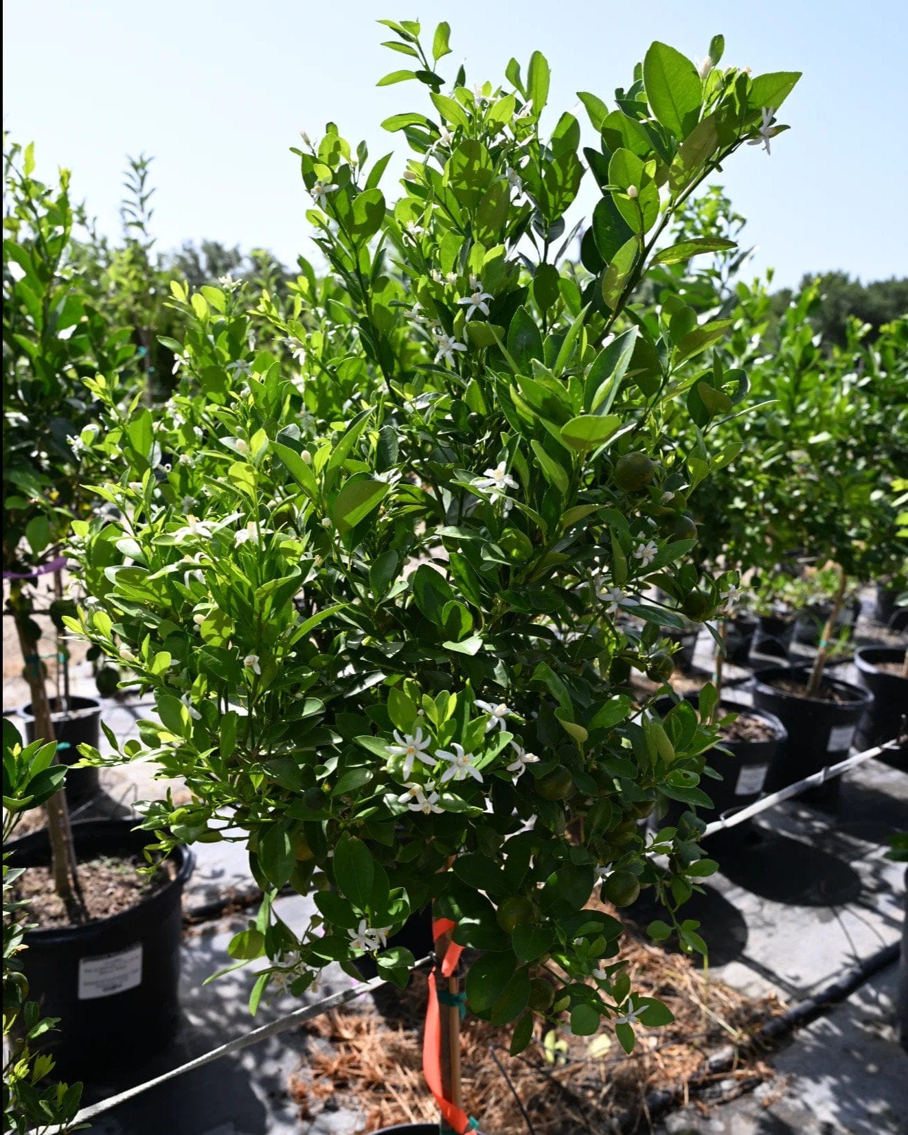 Calamondin Orange - view 2
