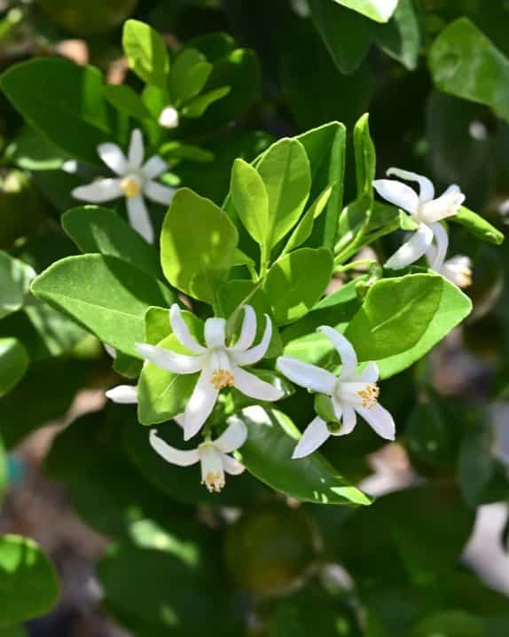 Calamondin Orange - view 3