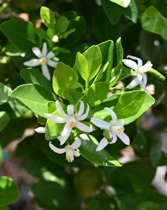 Calamondin Orange - view 3