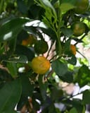 Calamondin Orange thumbnail 4