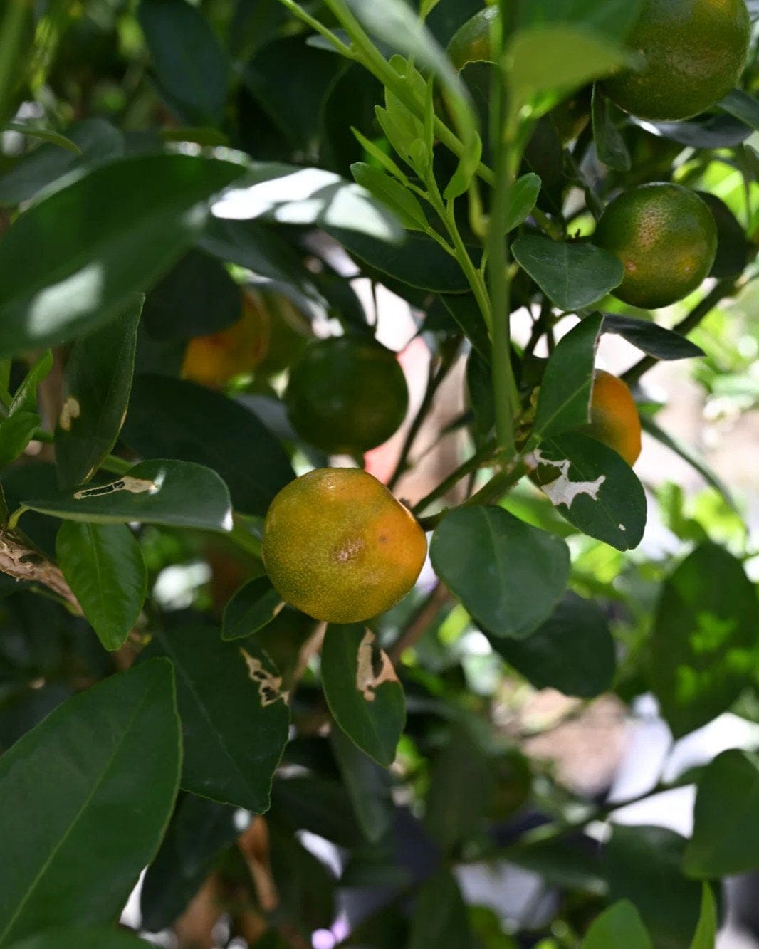 Calamondin Orange - view 4