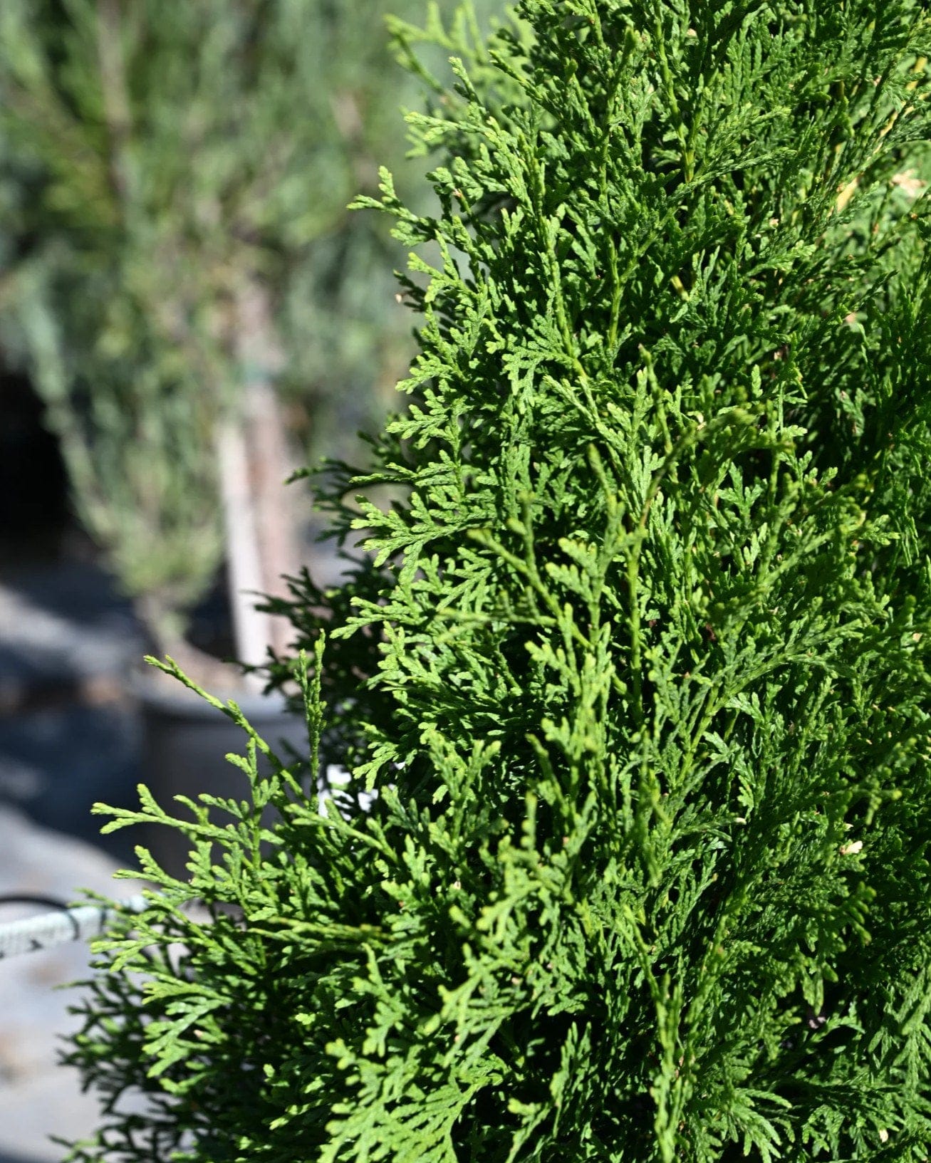 Tall Guy Arborvitae - view 2