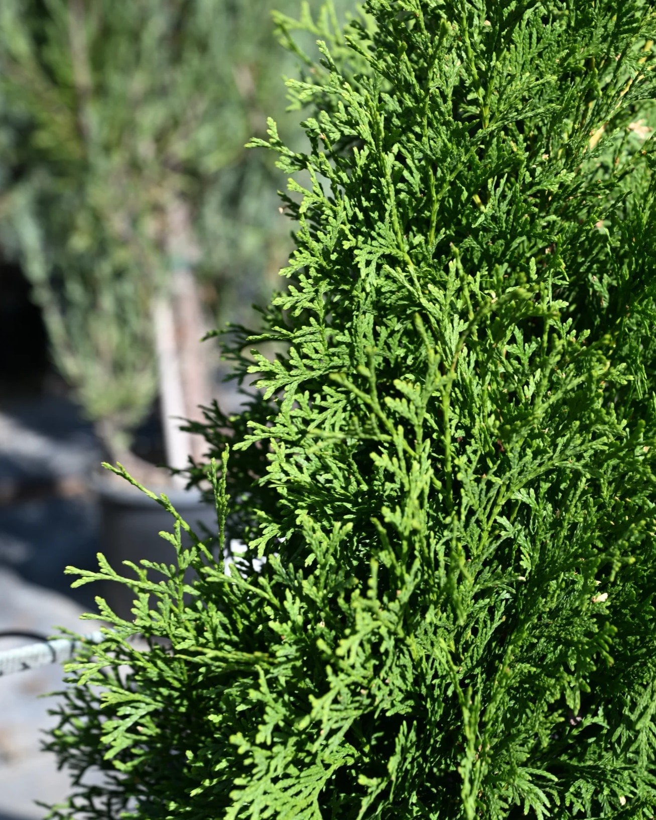 Tall Guy Arborvitae - Image 1