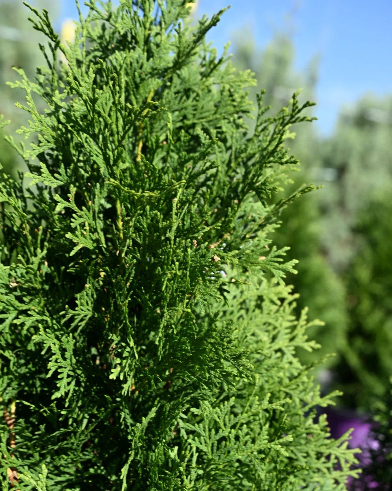 Tall Guy Arborvitae - view 3