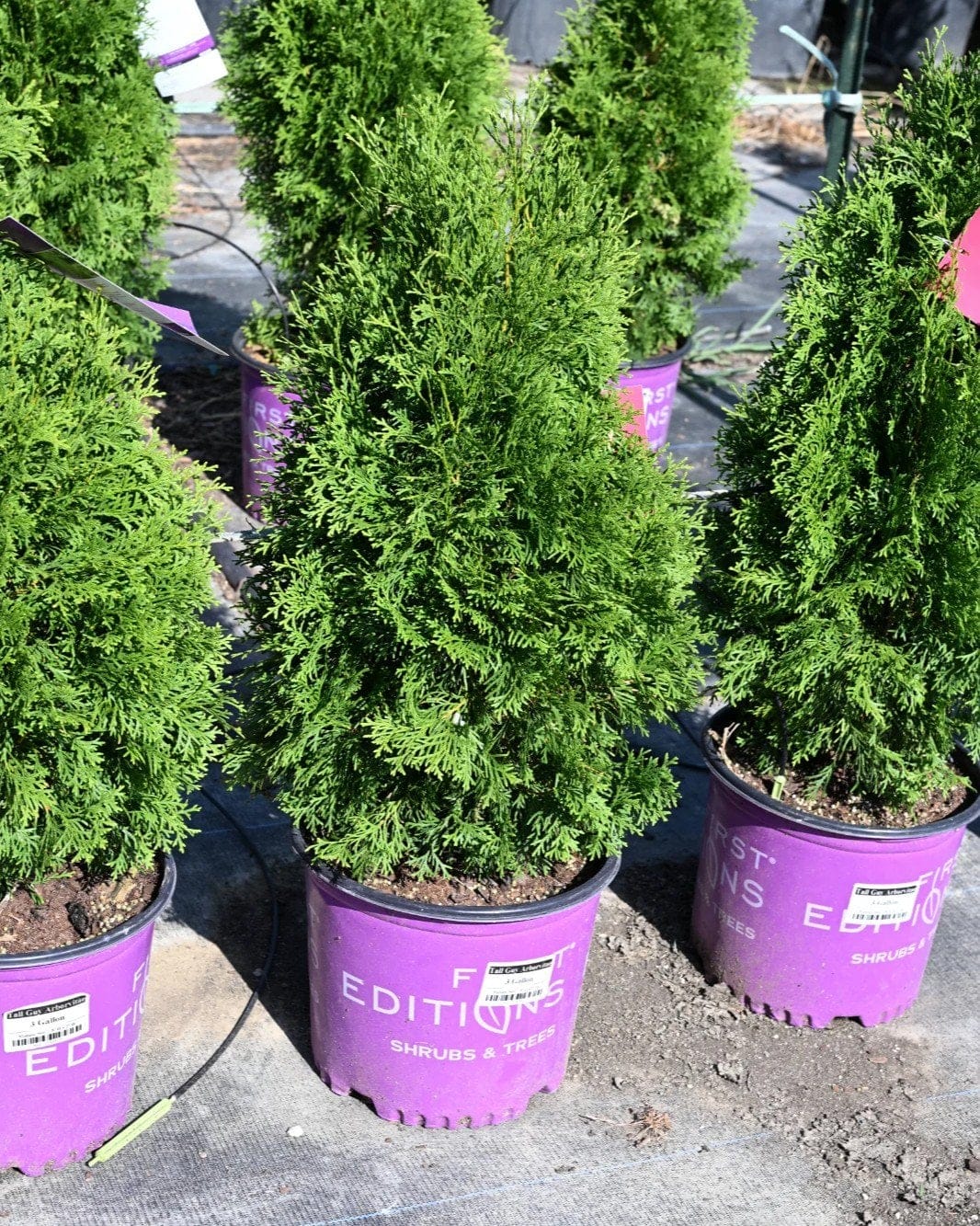 Tall Guy Arborvitae - view 4