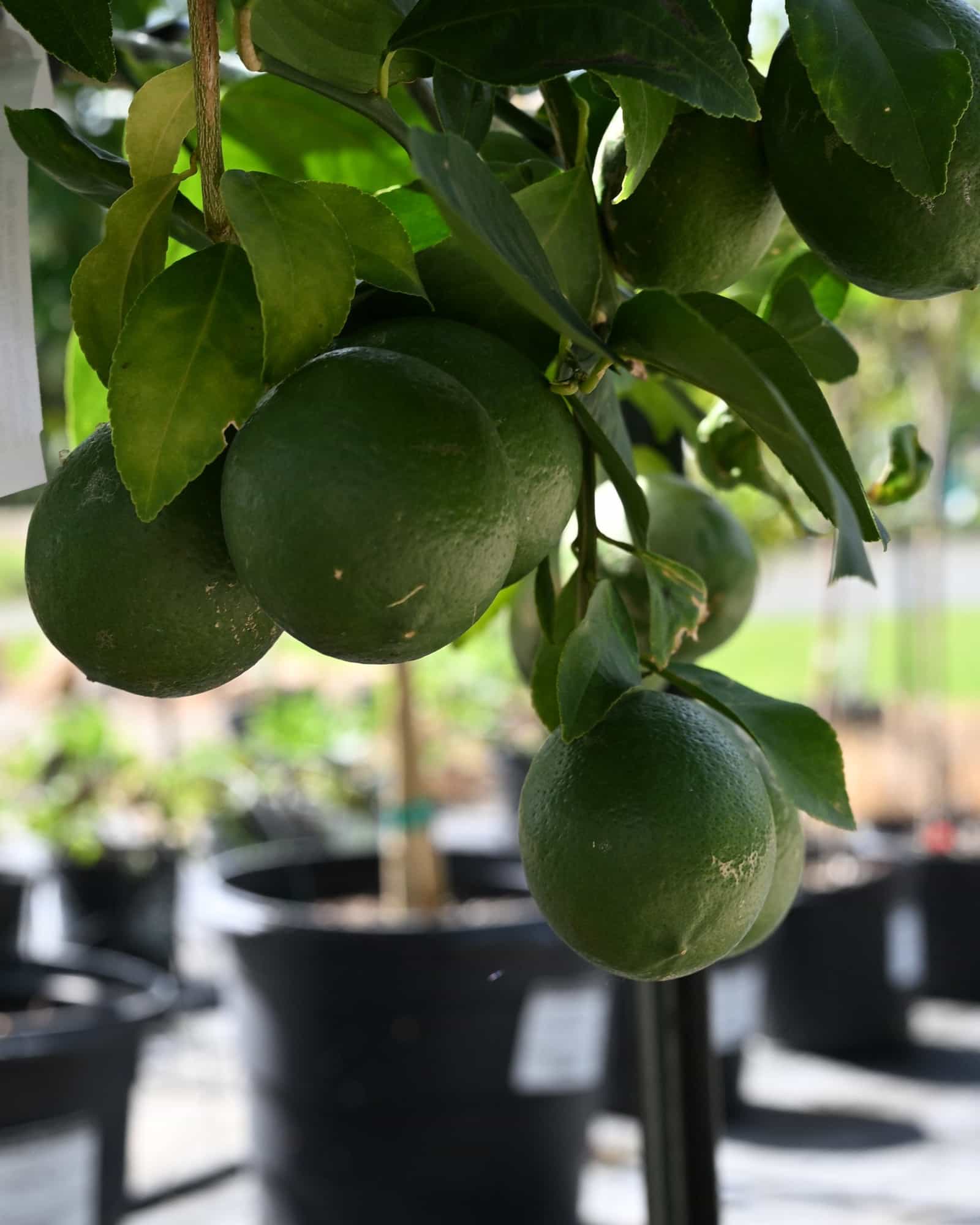Improved Meyer Lemon