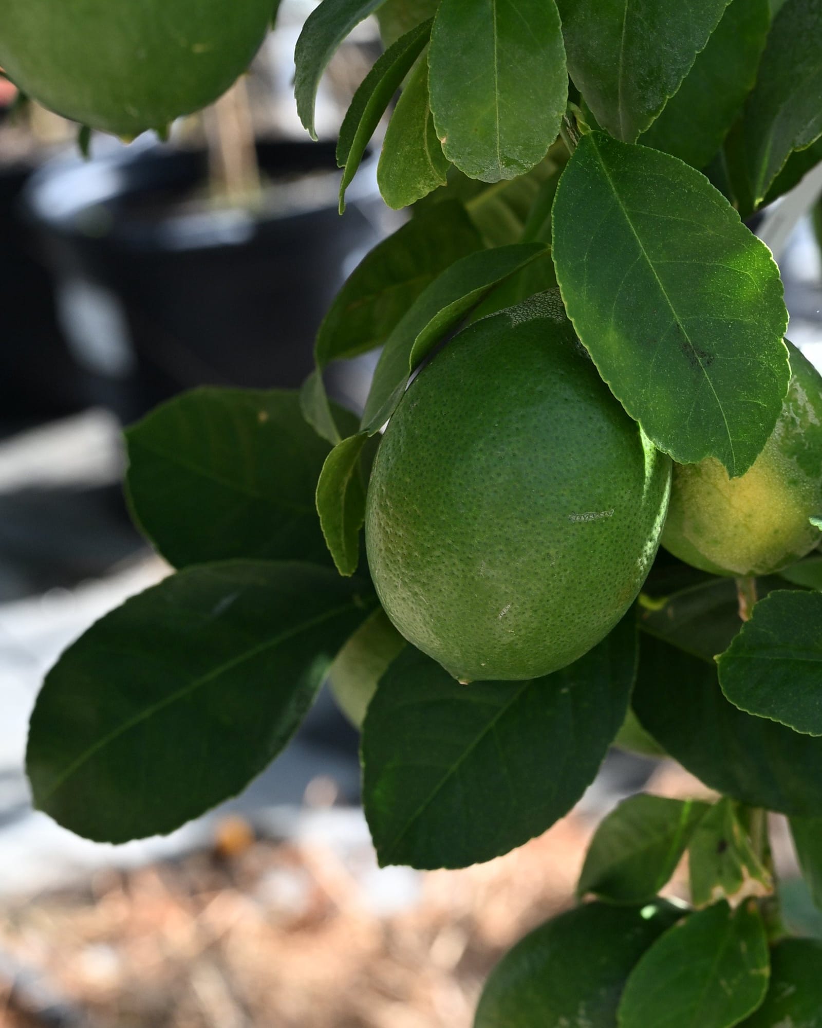 Improved Meyer Lemon - view 2
