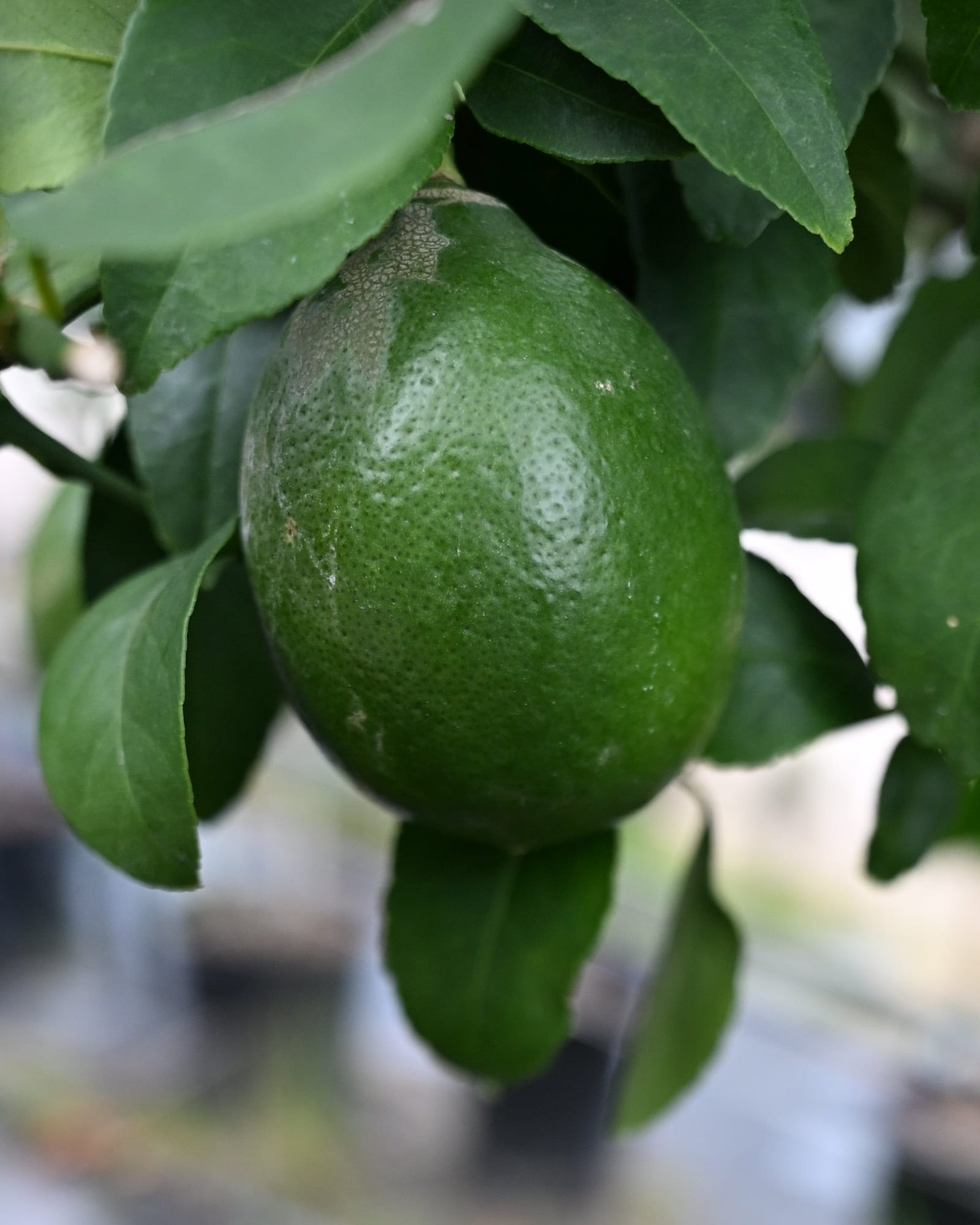 Improved Meyer Lemon - view 3