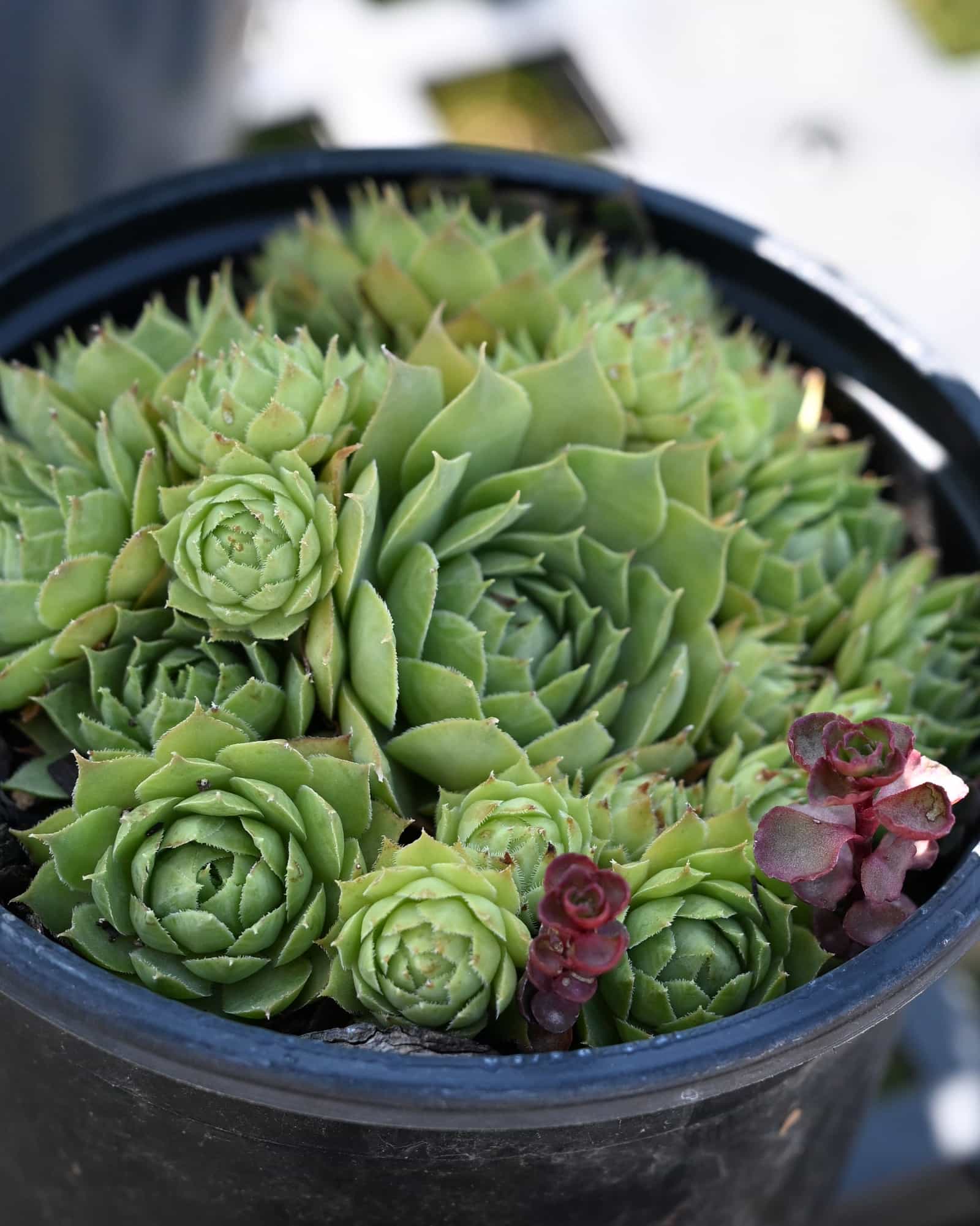 Black Hens and Chicks Sempervivum