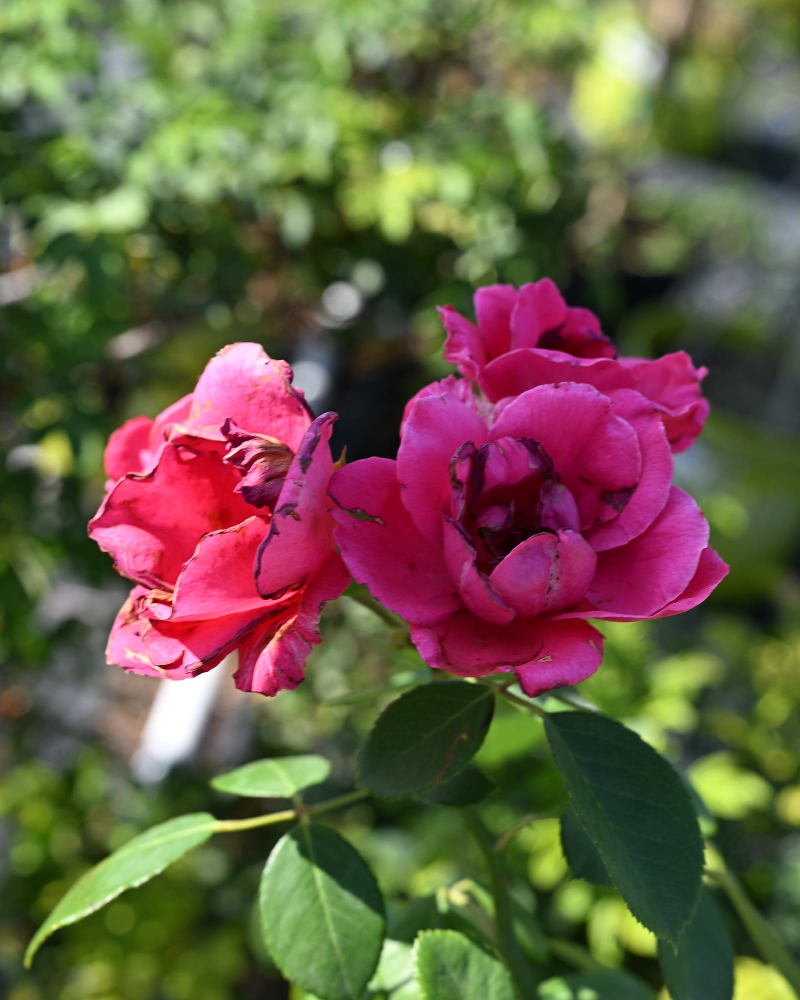 Blaze Improved Climbing Rose