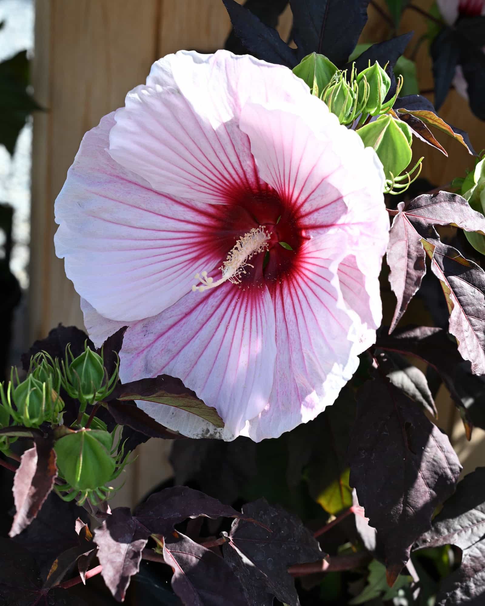 Starry Starry Night Hibiscus