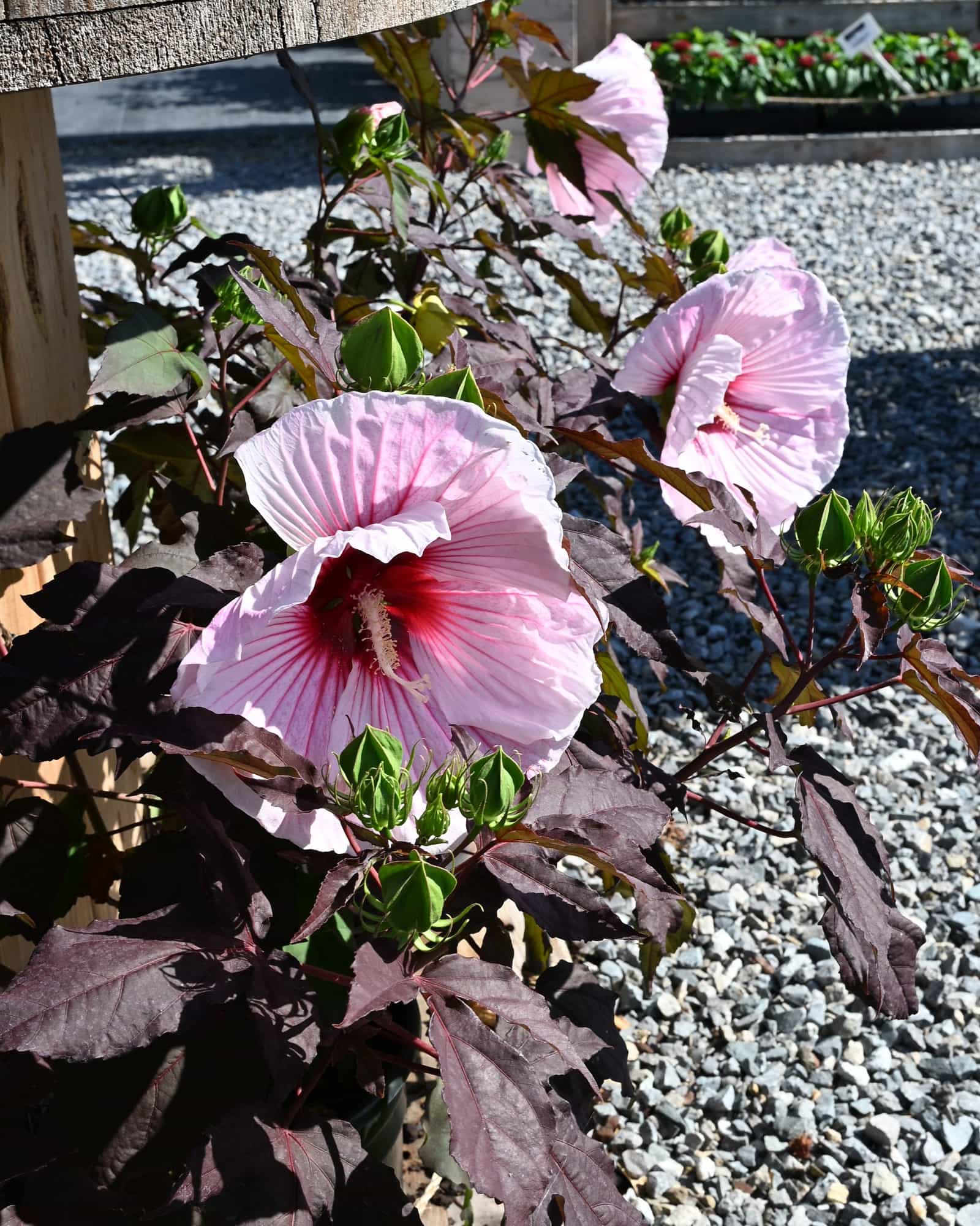 Starry Starry Night Hibiscus - view 2