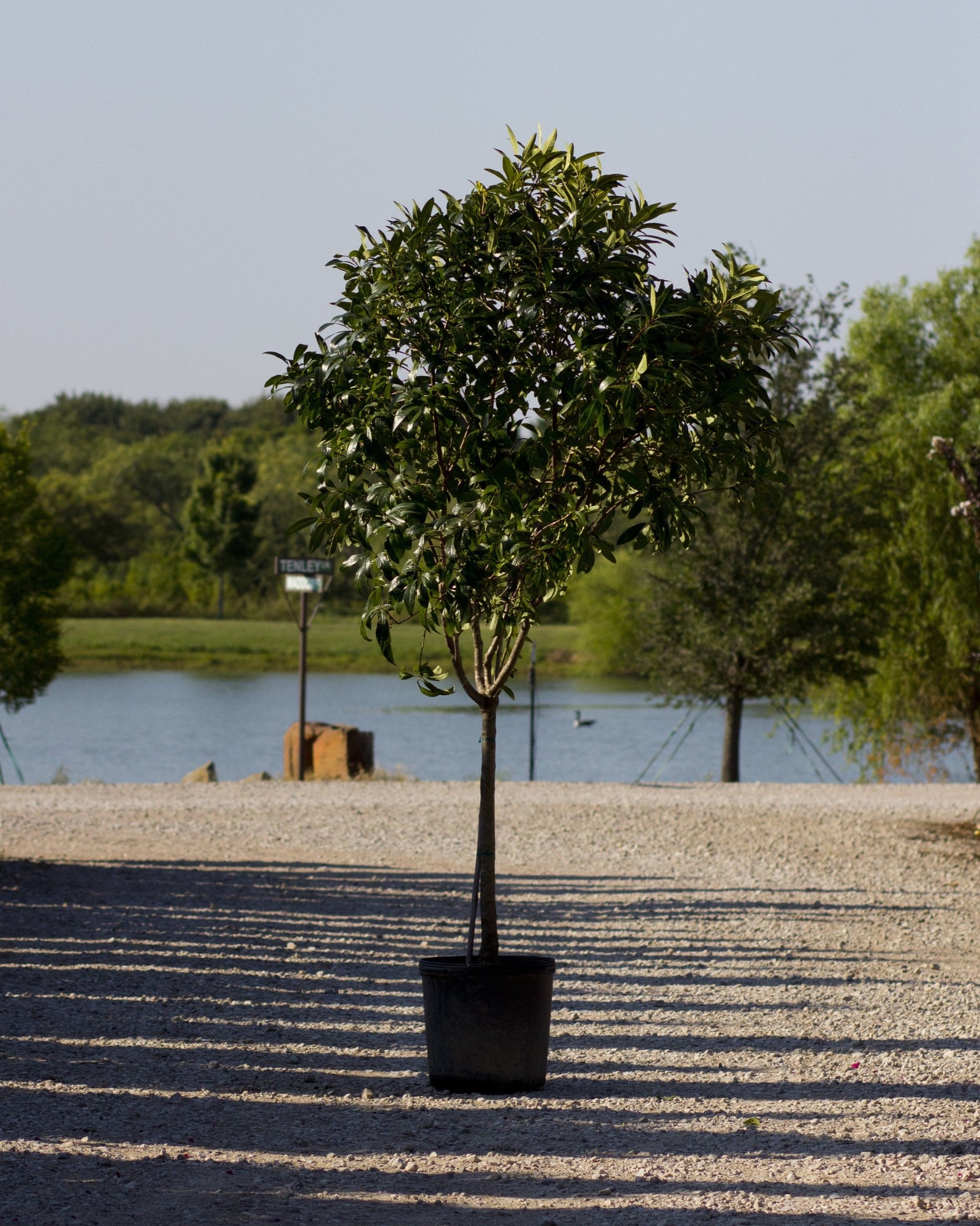 Pygmy Fringe Tree - Image 1