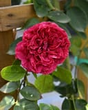 Red Eden Climbing Rose Trellis thumbnail 1