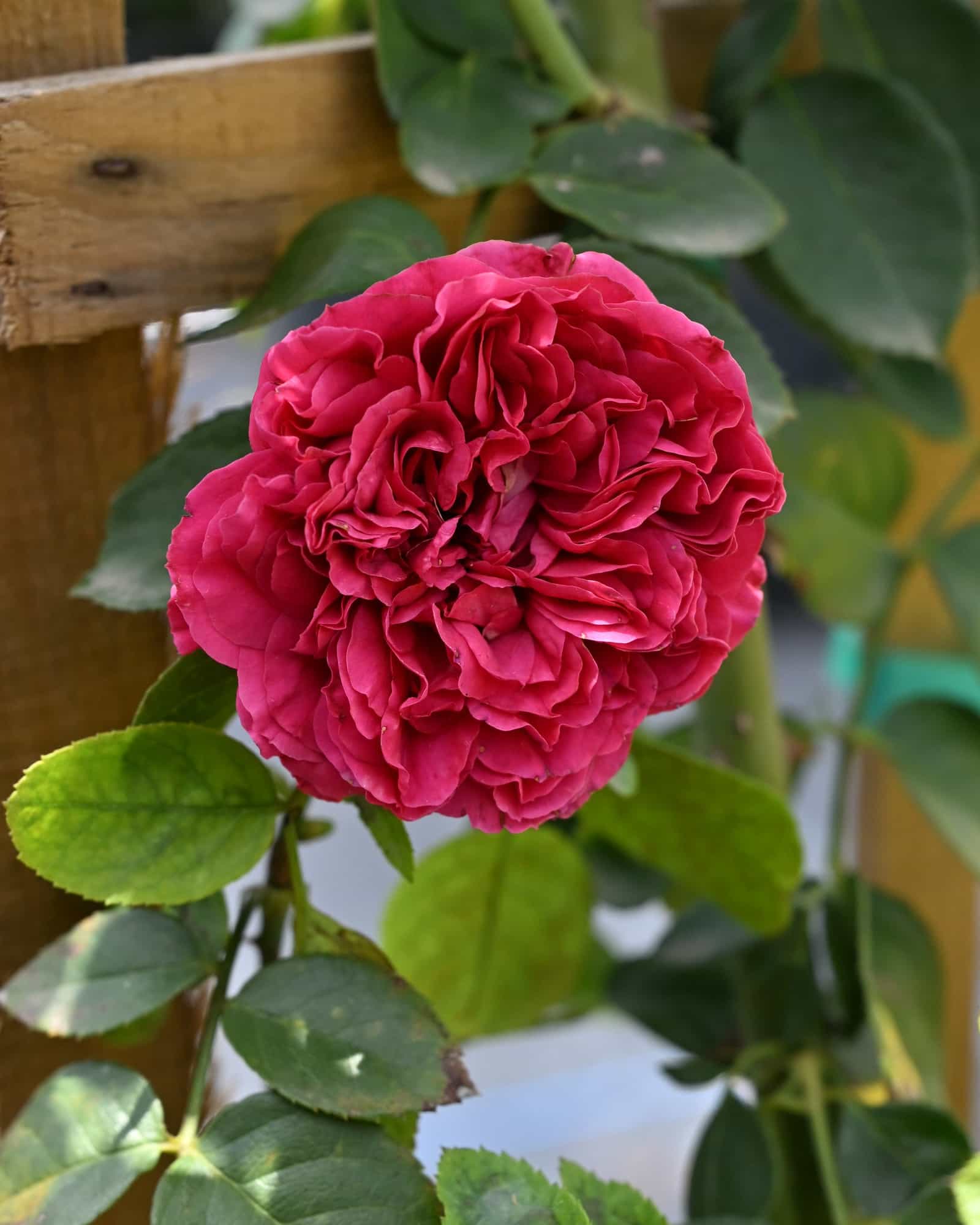 Red Eden Climbing Rose Trellis