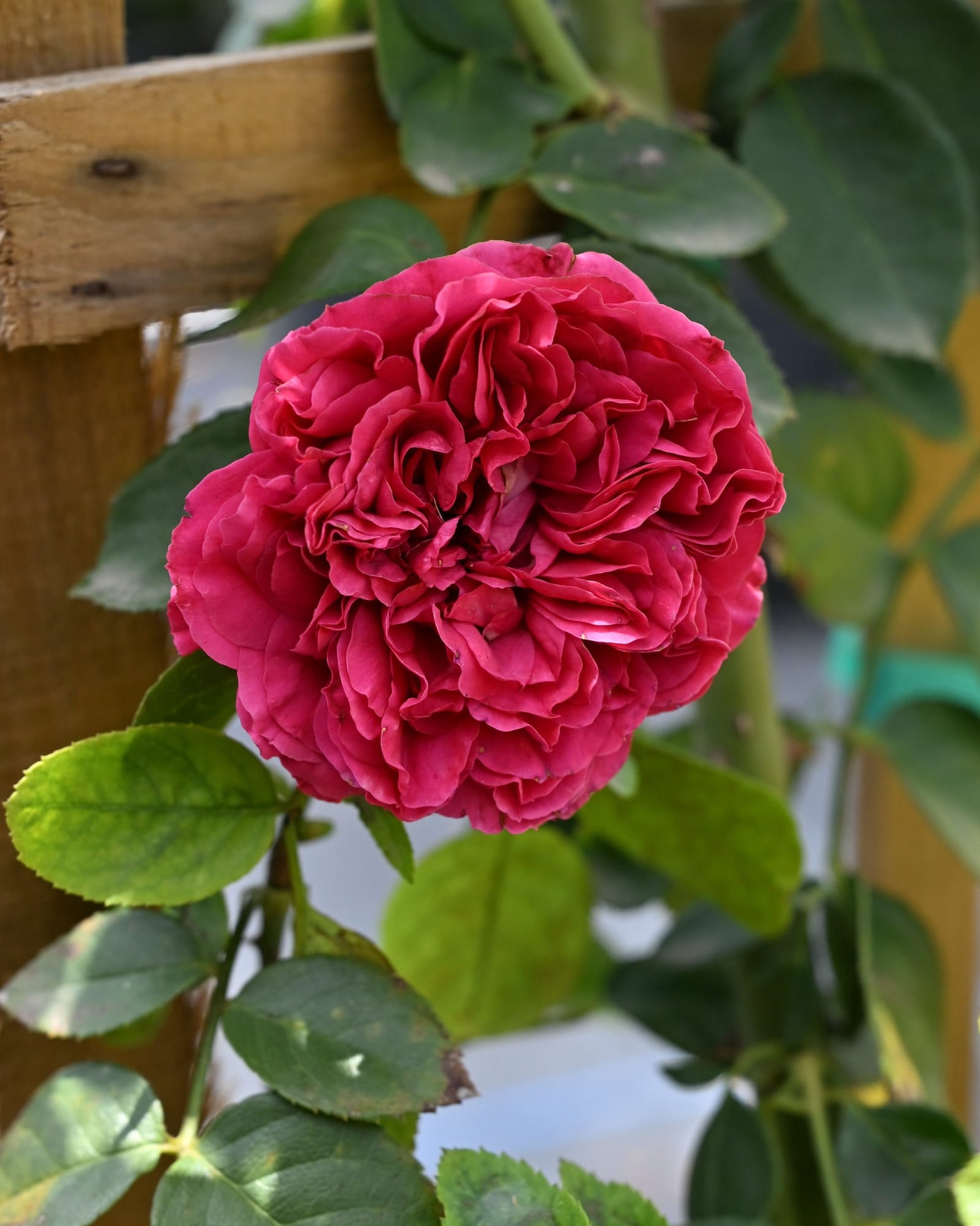 Red Eden Climbing Rose Trellis