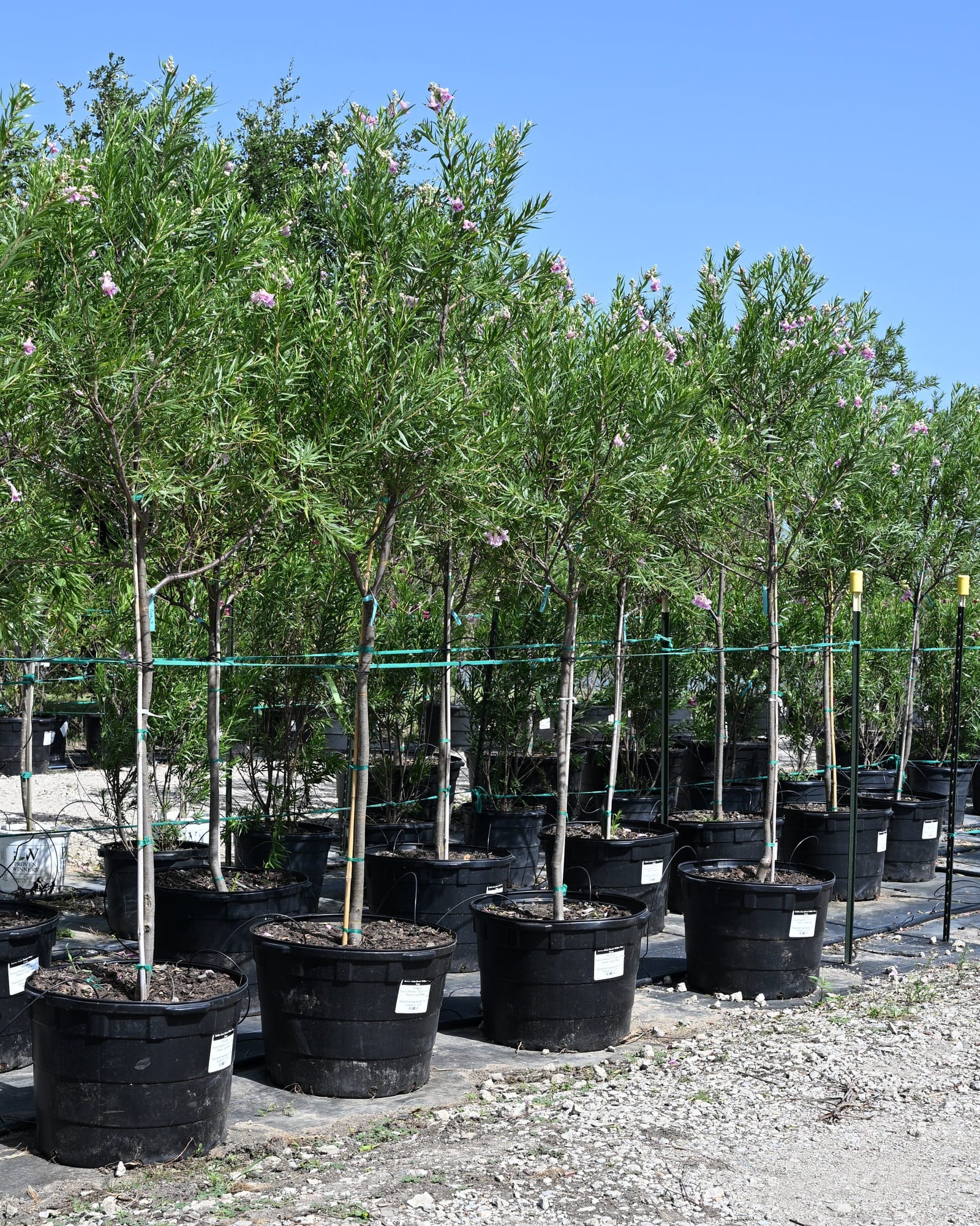 Bubba Jones Desert Willow Tree Form