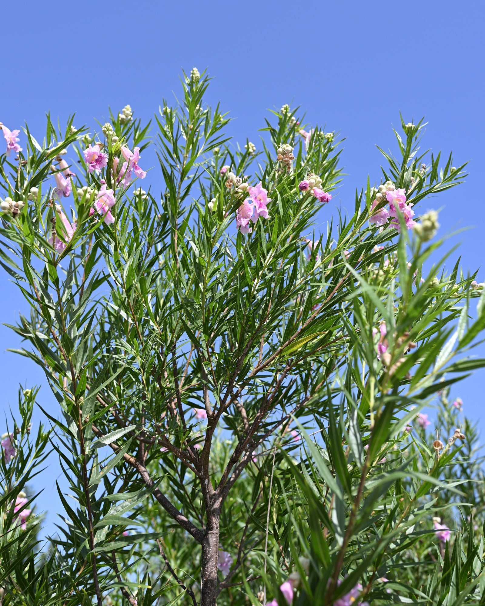 Bubba Jones Desert Willow Tree Form - Image 1