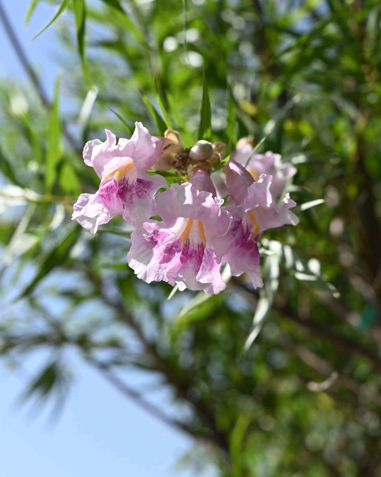 Bubba Jones Desert Willow Tree Form - view 3