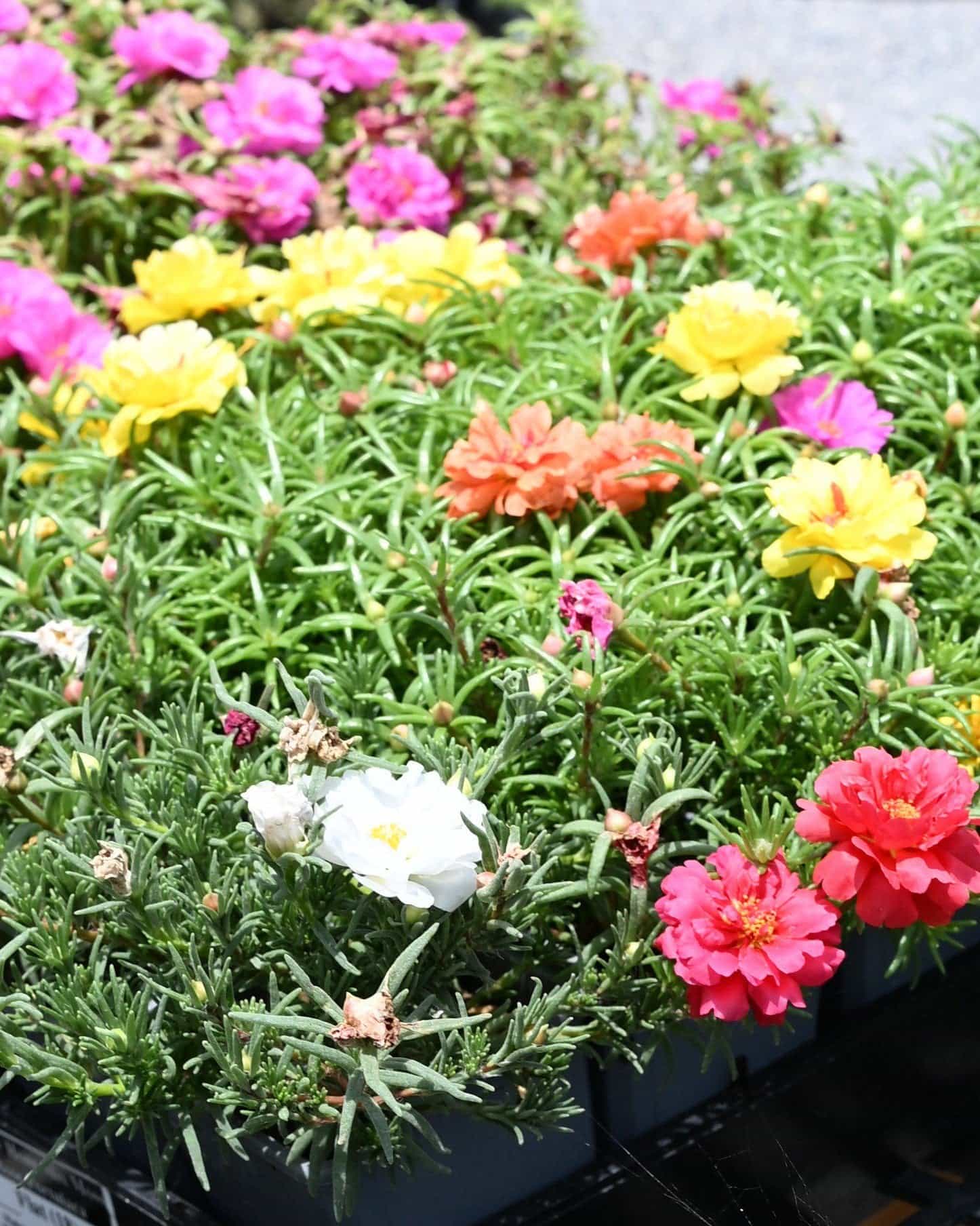 Happy Hour Mix Moss Rose Portulaca