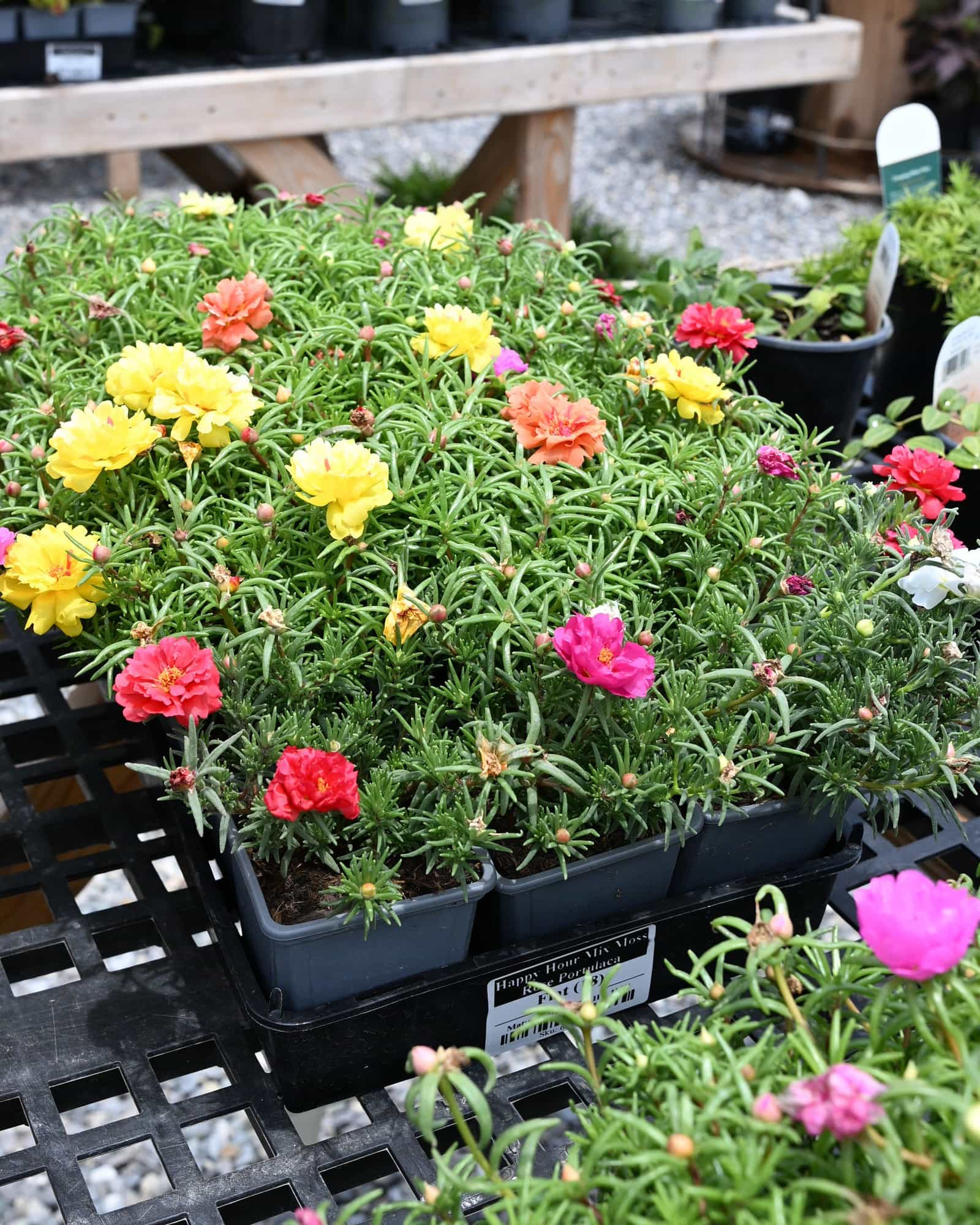 Happy Hour Mix Moss Rose Portulaca - view 4