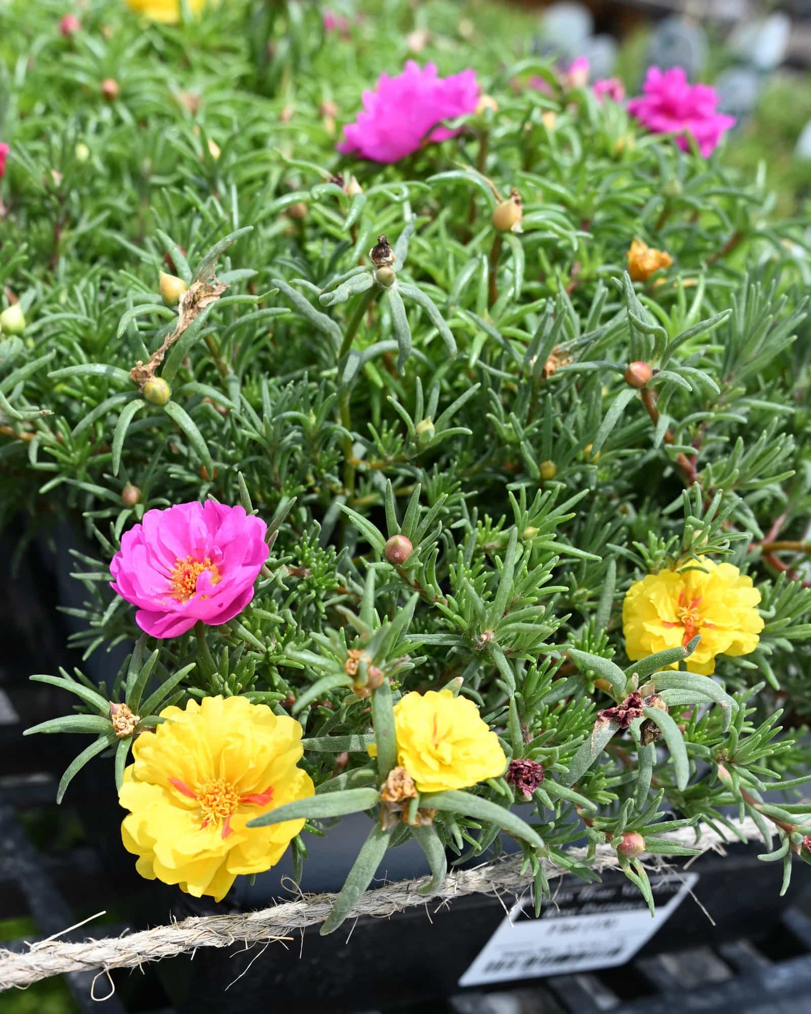 Happy Hour Mix Moss Rose Portulaca - view 5