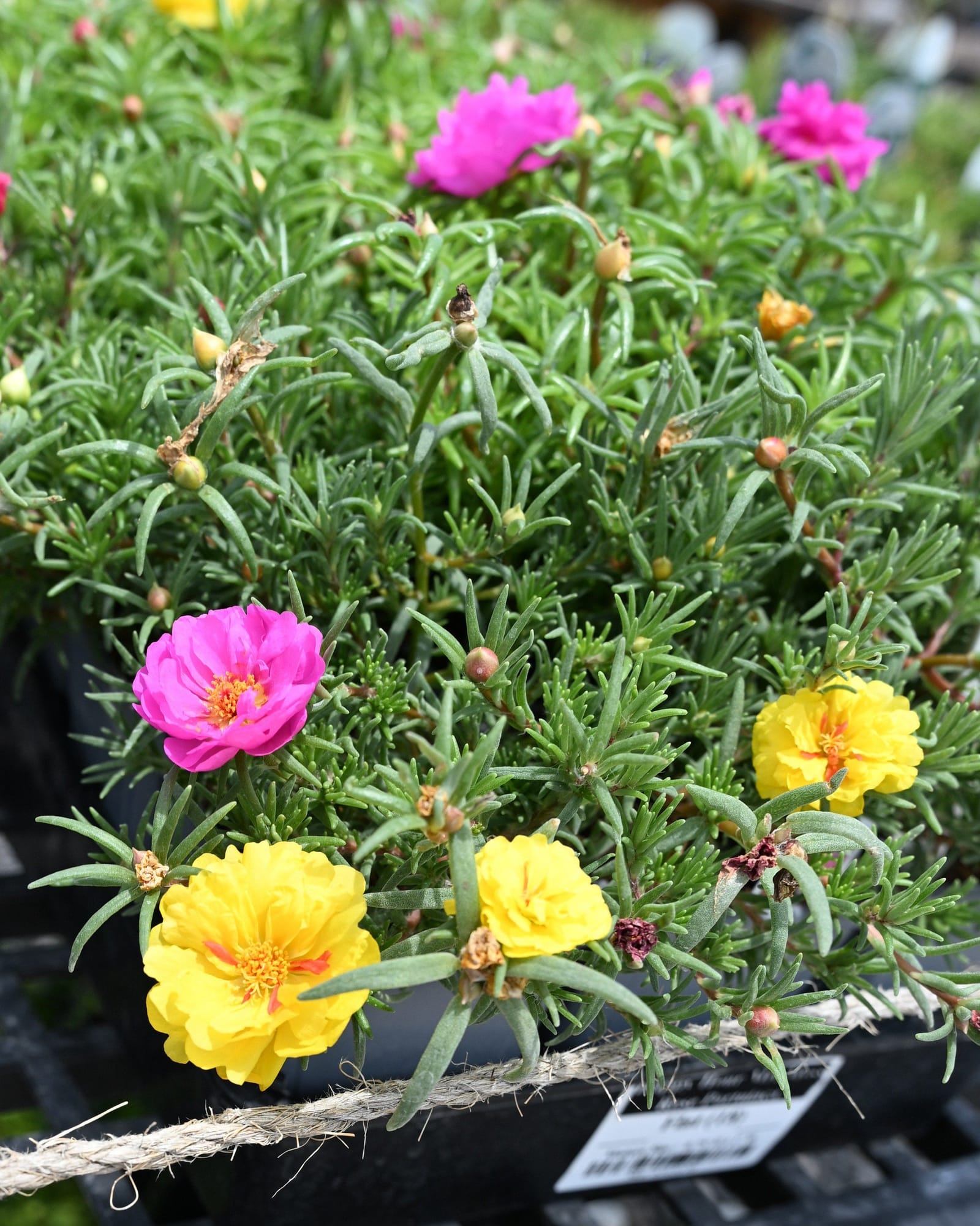 Happy Hour Mix Moss Rose Portulaca - view 5