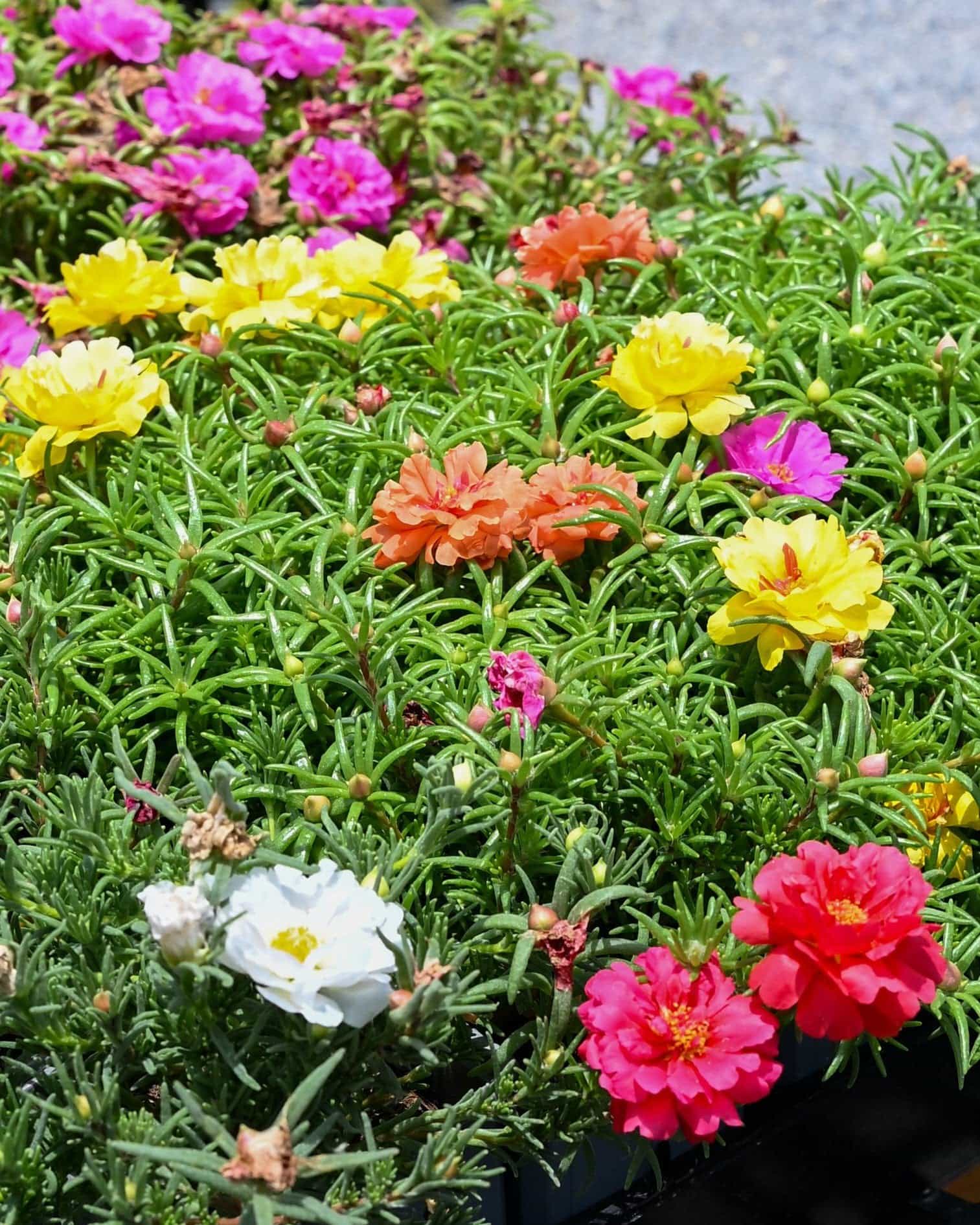 Happy Hour Mix Moss Rose Portulaca