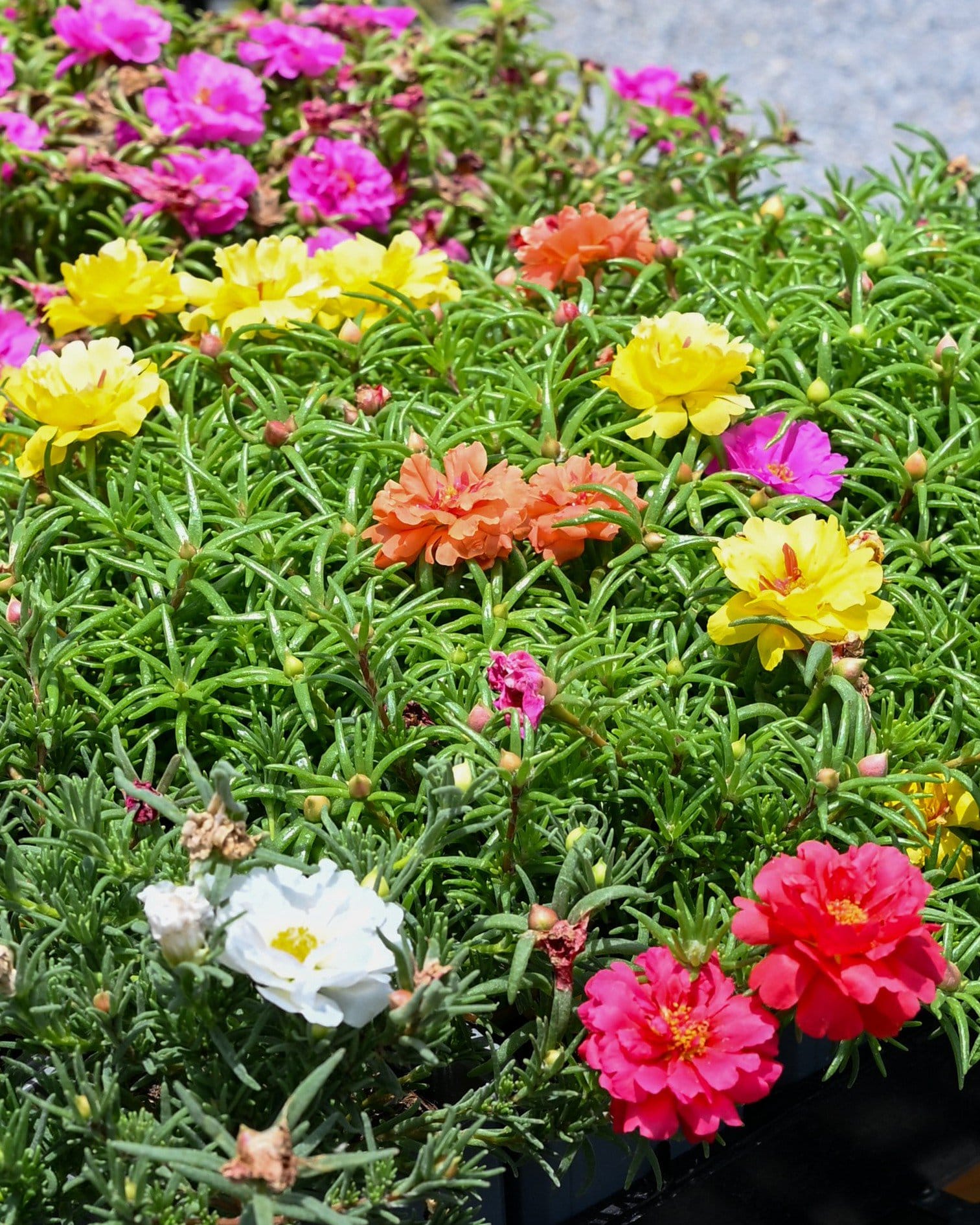 Happy Hour Mix Moss Rose Portulaca