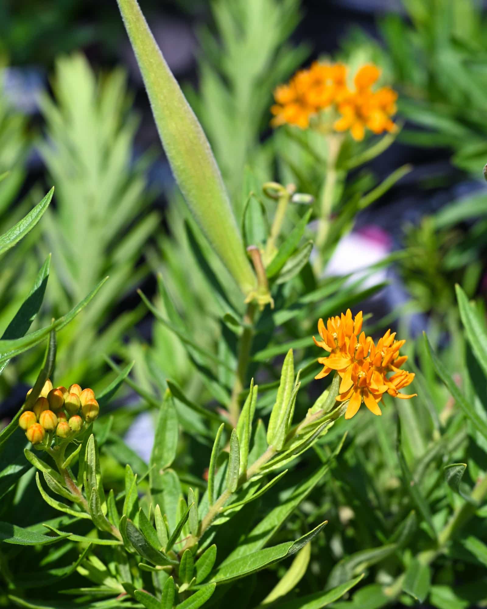 Butterfly Milkweed - Main Image