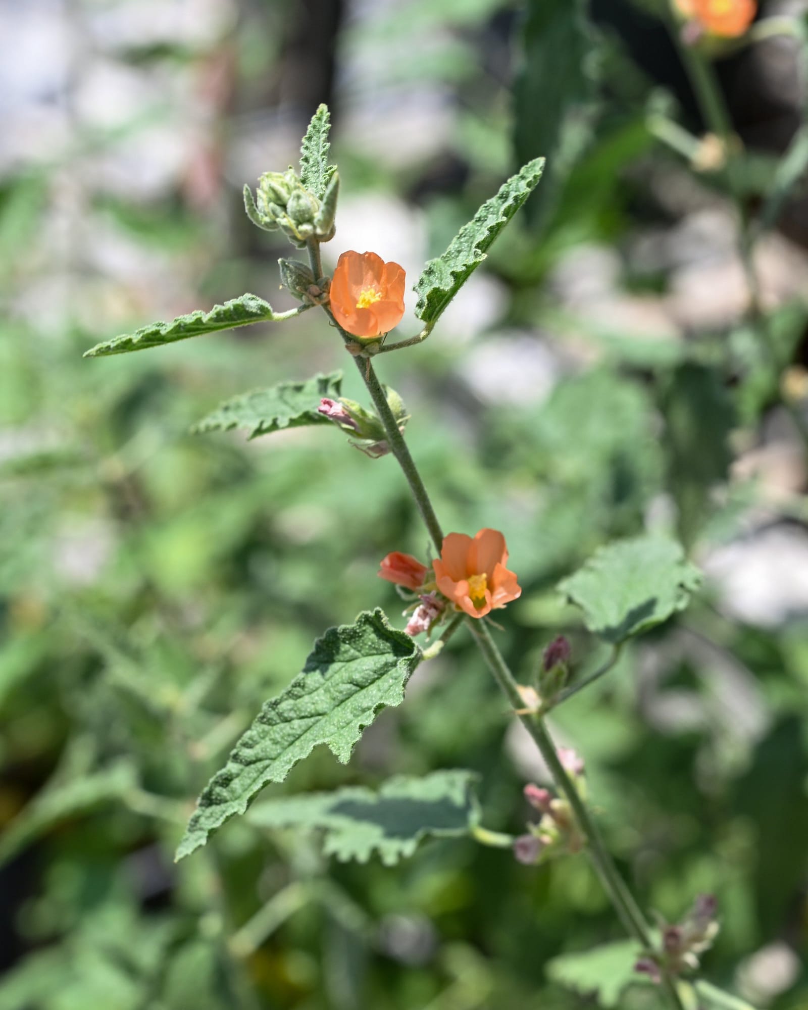 Desert Globemallow - Main Image