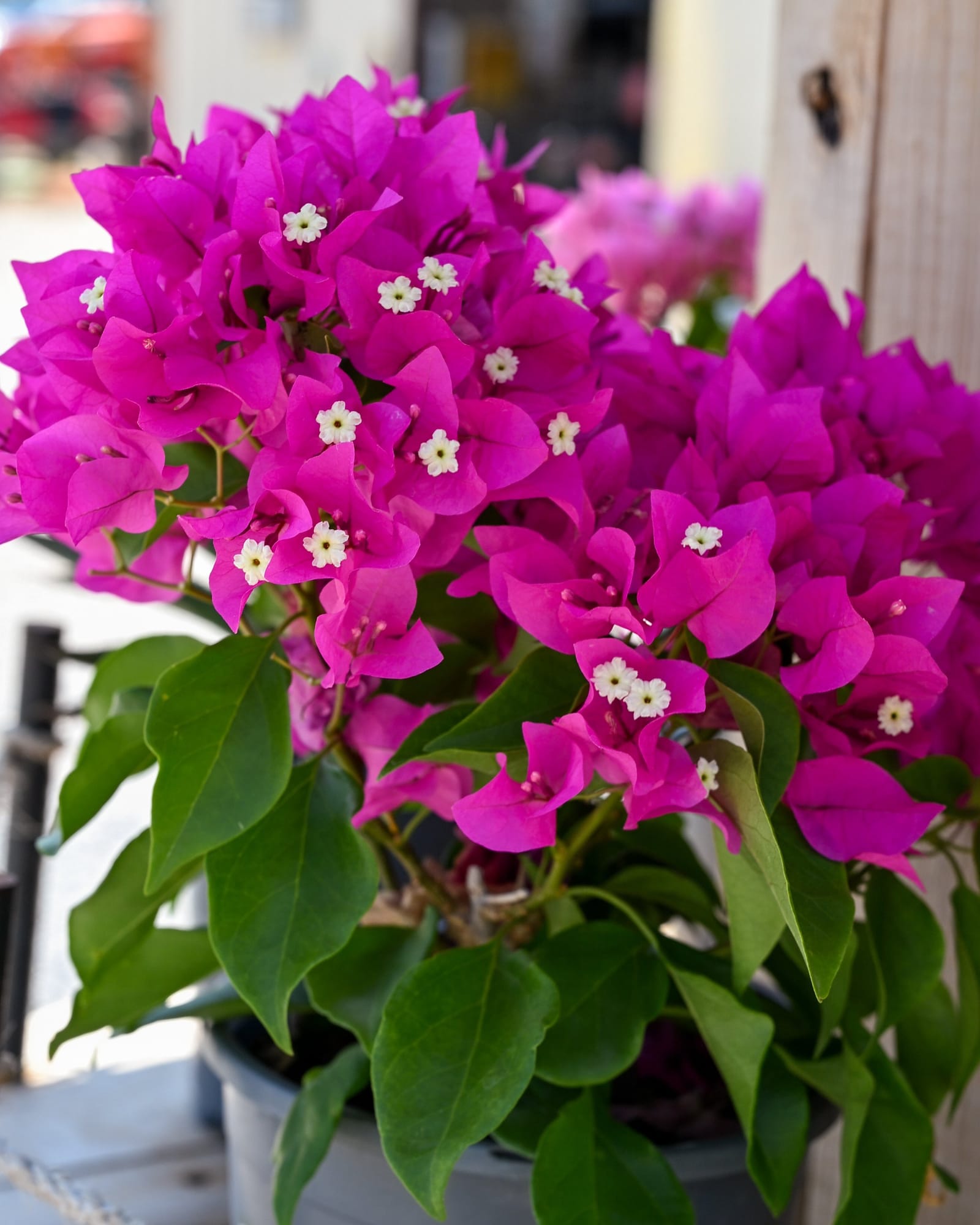 Vera Deep Purple Bougainvillea - Main Image